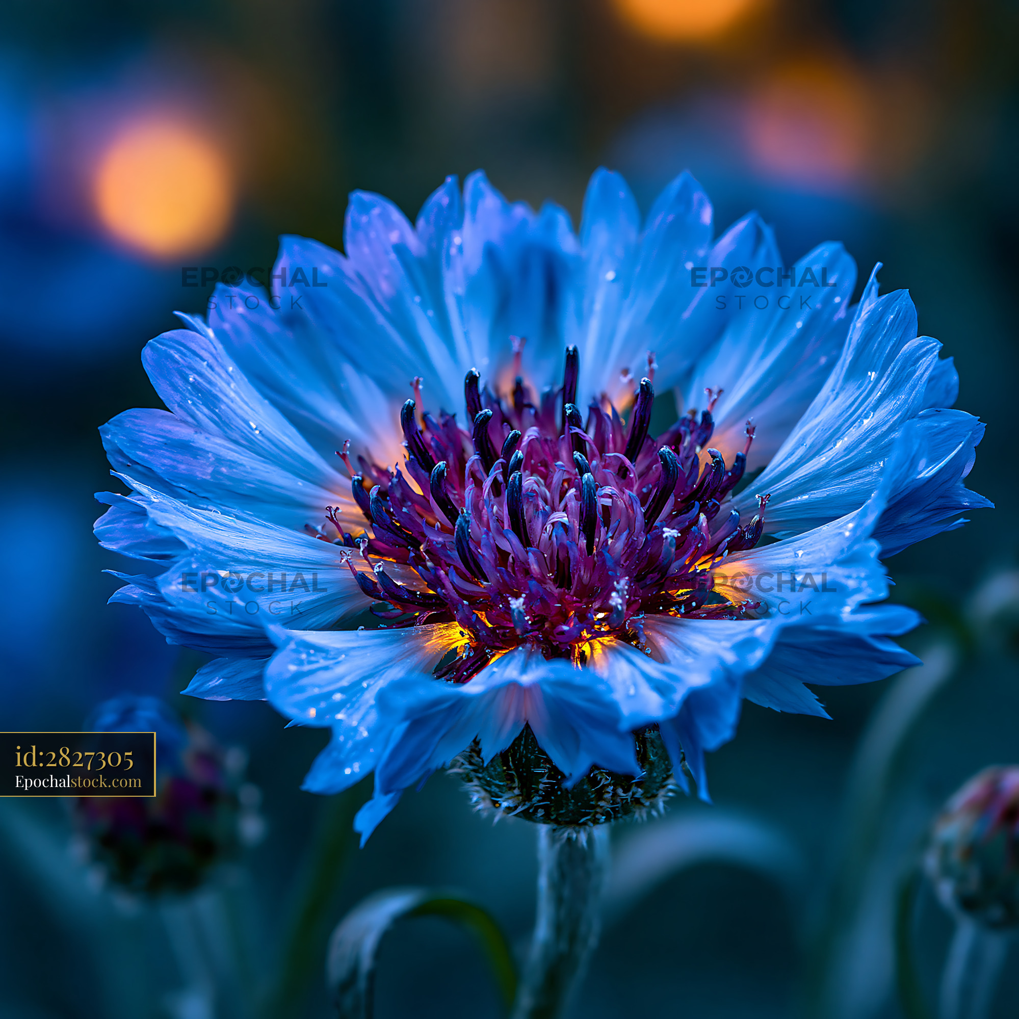Watermarked full-resolution preview of Bright blue flower with dew after rain