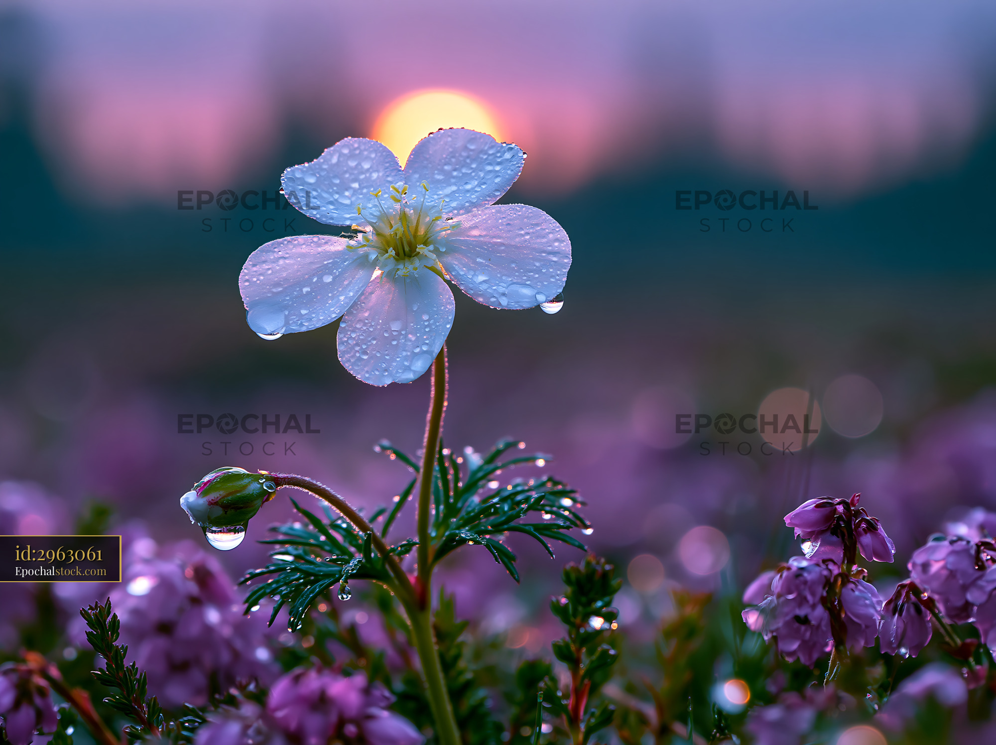 Watermarked full-resolution preview of White flower with dew at sunset near purple blooms