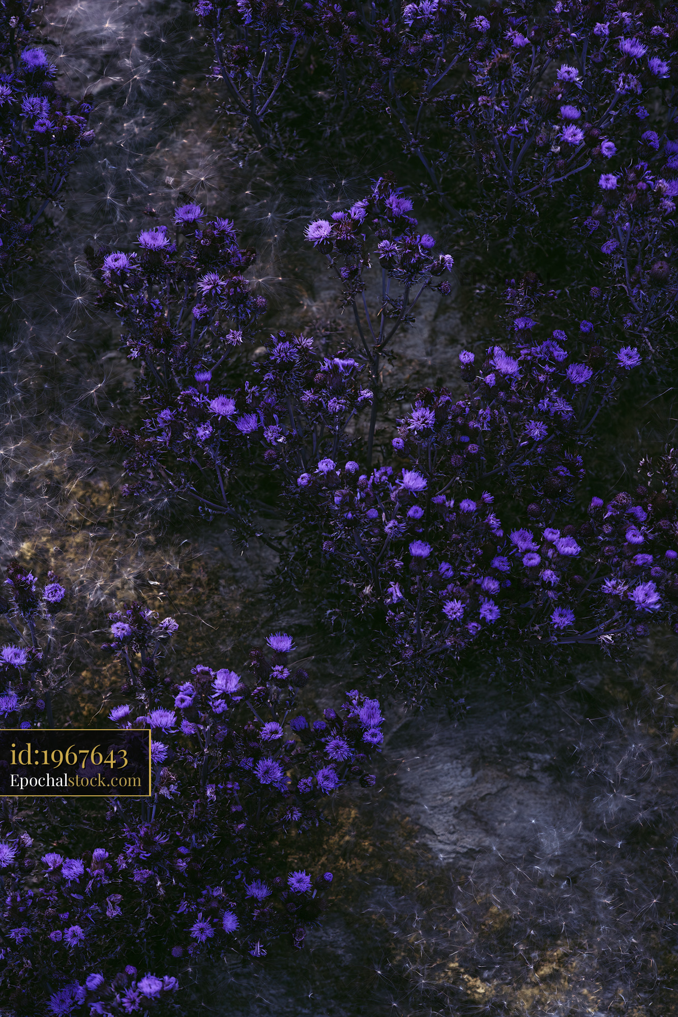 Purple Wildflowers Blooming in a Meadow During Spring - stock photo