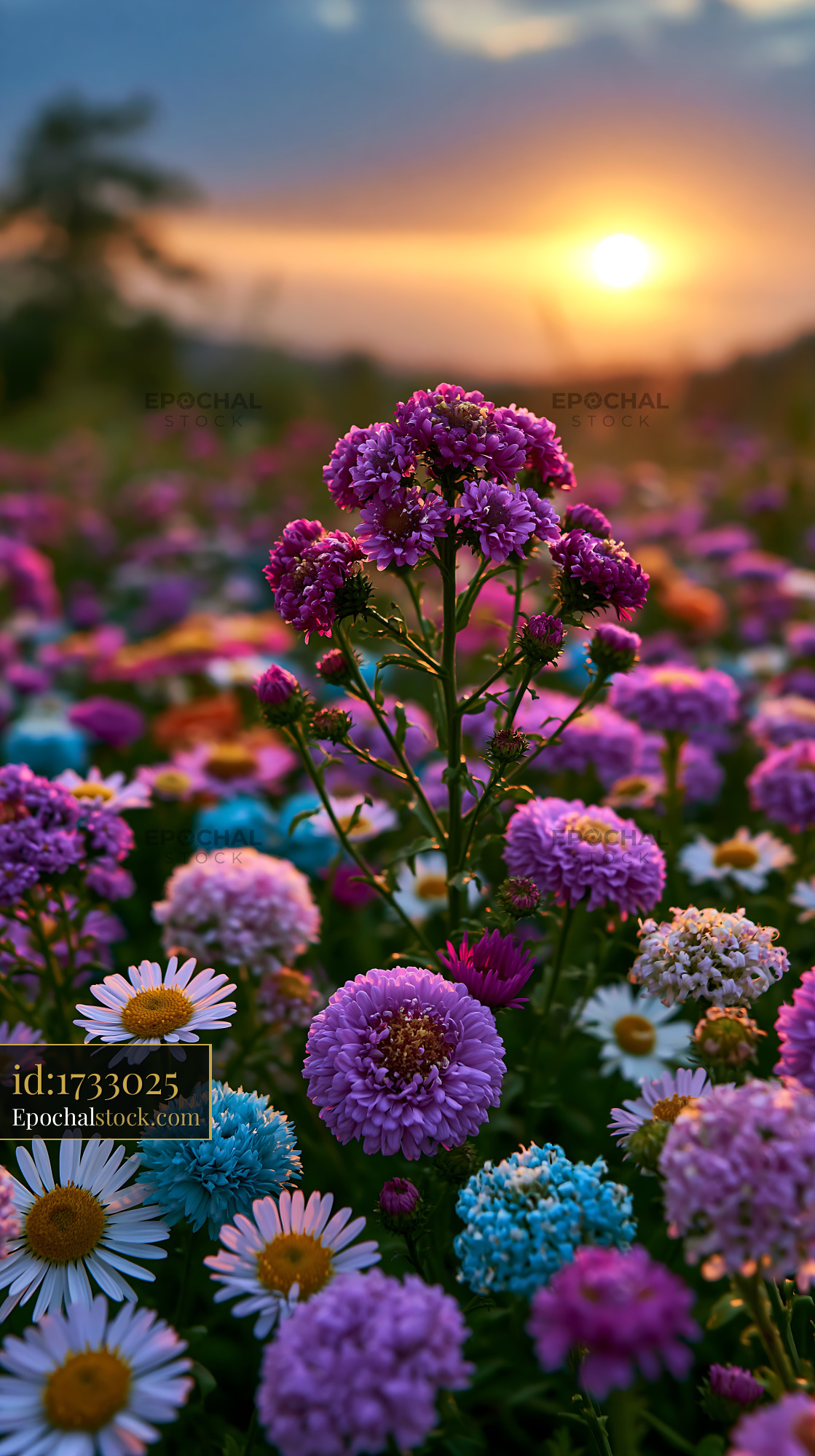 Watermarked full-resolution preview of Field of colorful flowers during sunset