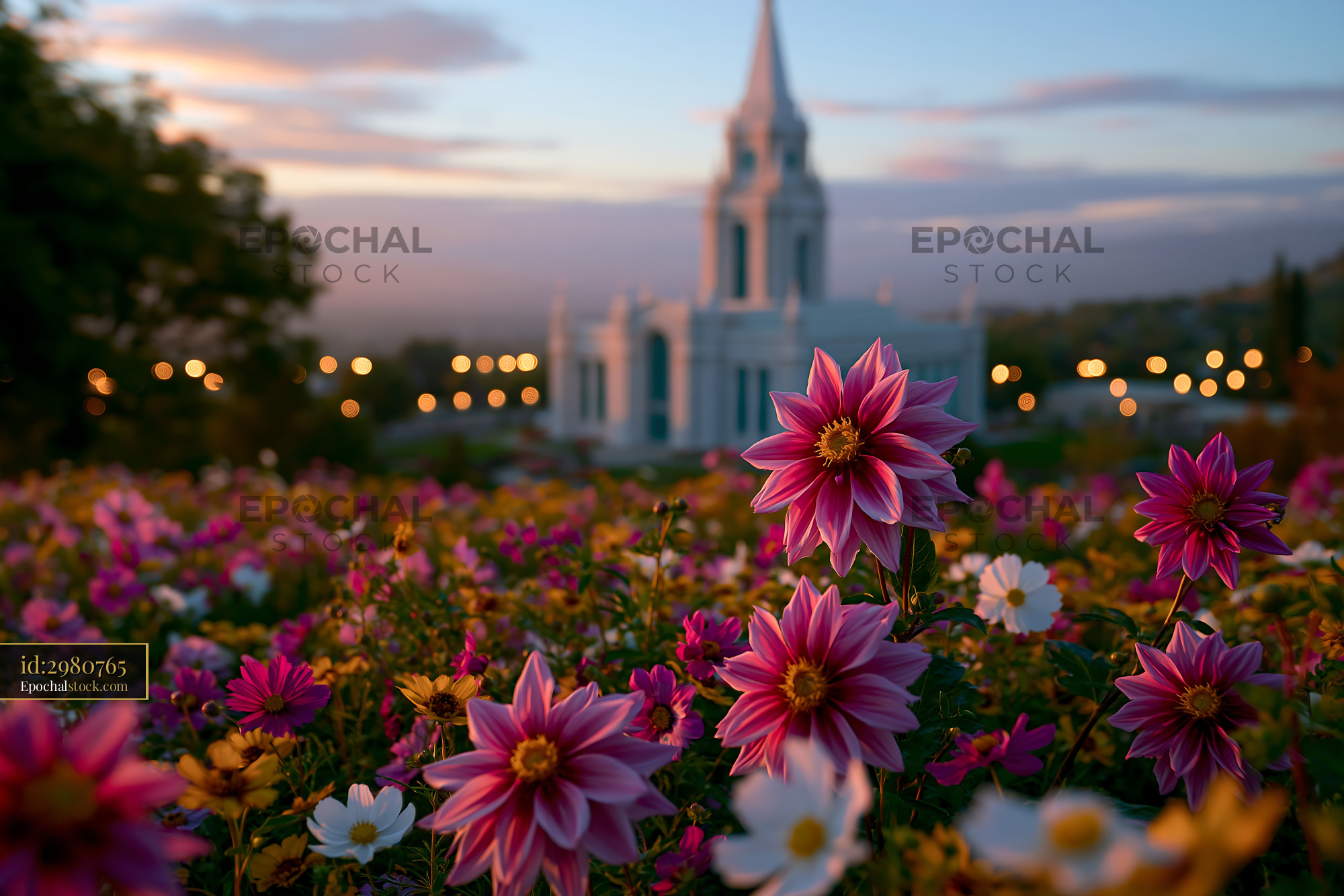 Watermarked full-resolution preview of Flowers in a garden with a building in the background at sunset