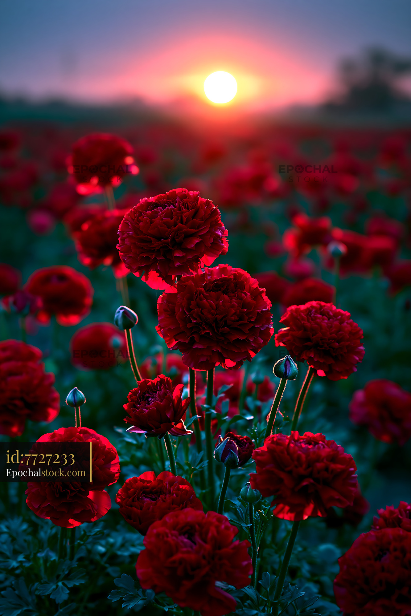 Watermarked full-resolution preview of Sunset over red flowers in a field