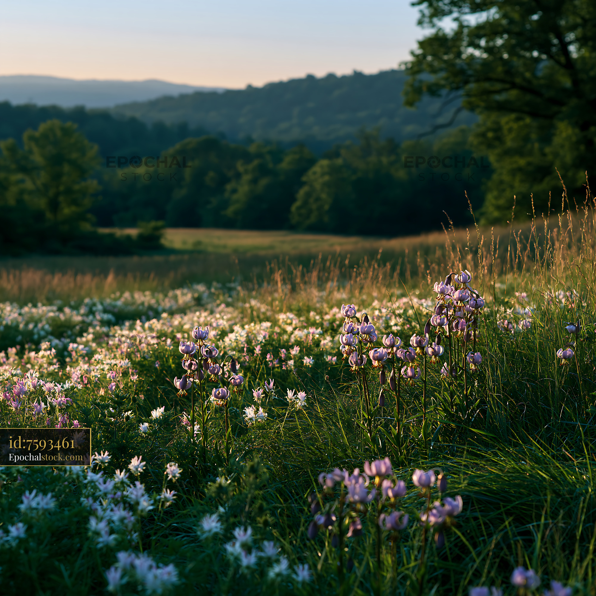 Watermarked full-resolution preview of Flowers bloom at sunset with green hills behind