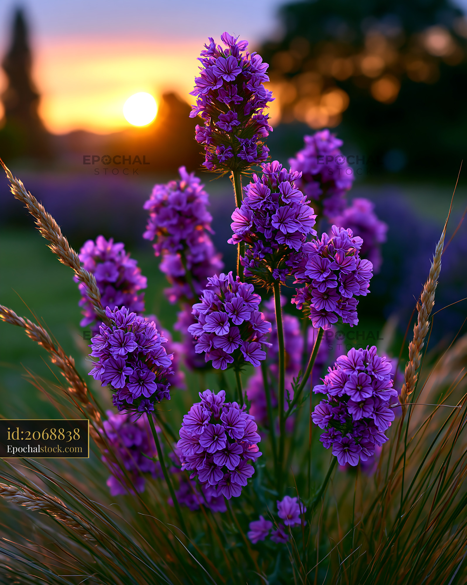 Watermarked full-resolution preview of Purple flowers at sunset in a garden