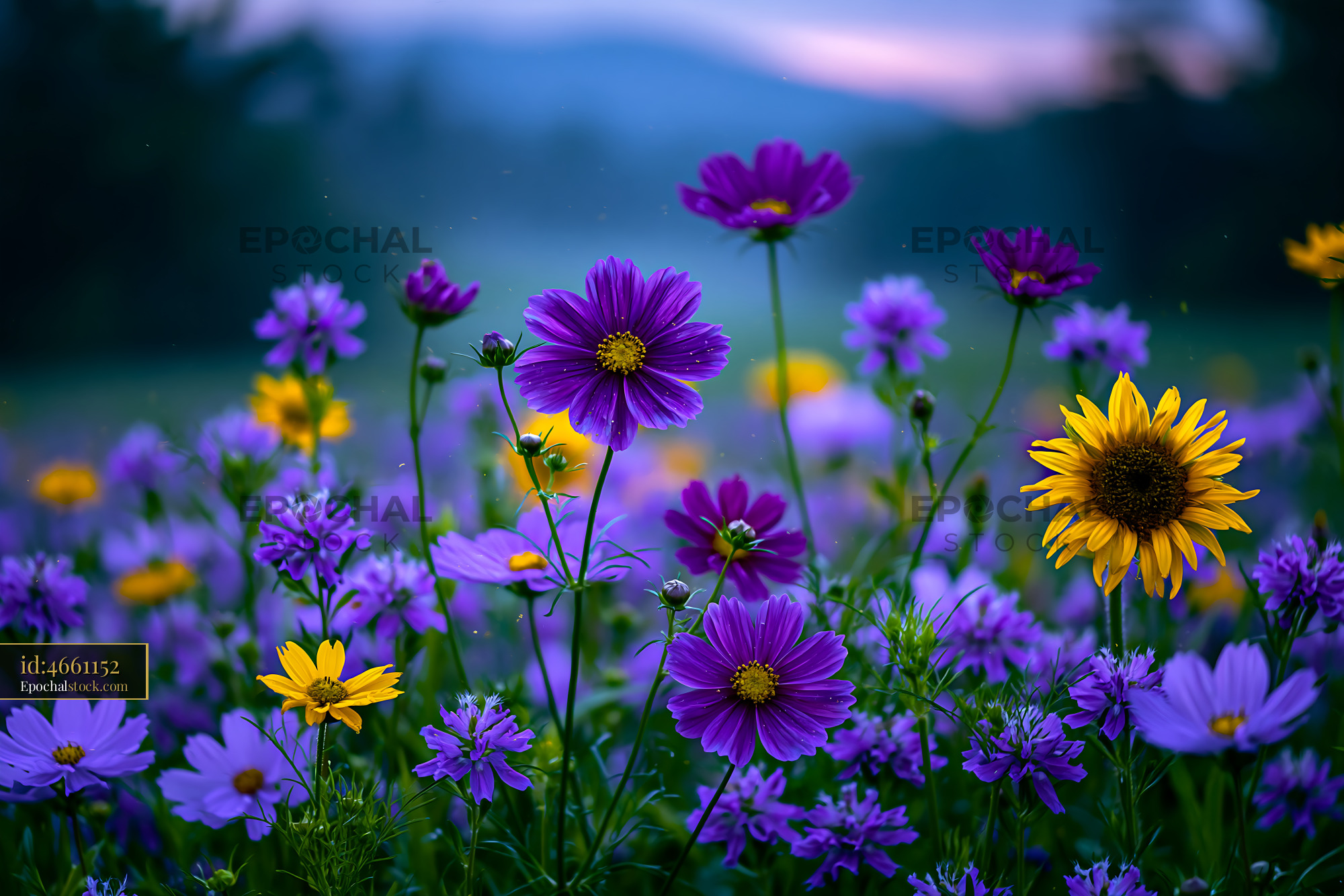 Watermarked full-resolution preview of Vibrant wildflowers in bloom under a sunset sky