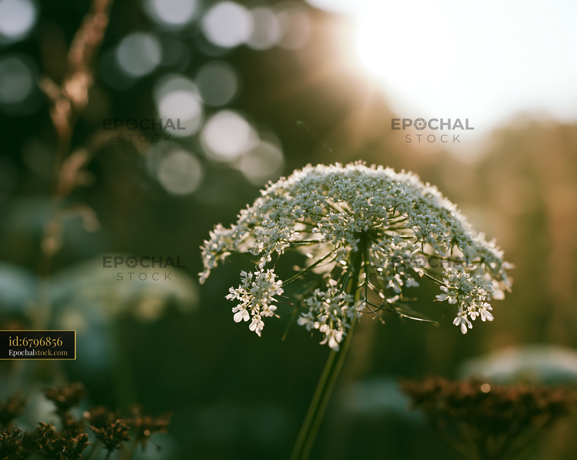 Watermarked full-resolution preview of Flower with sunlight in background during golden hour