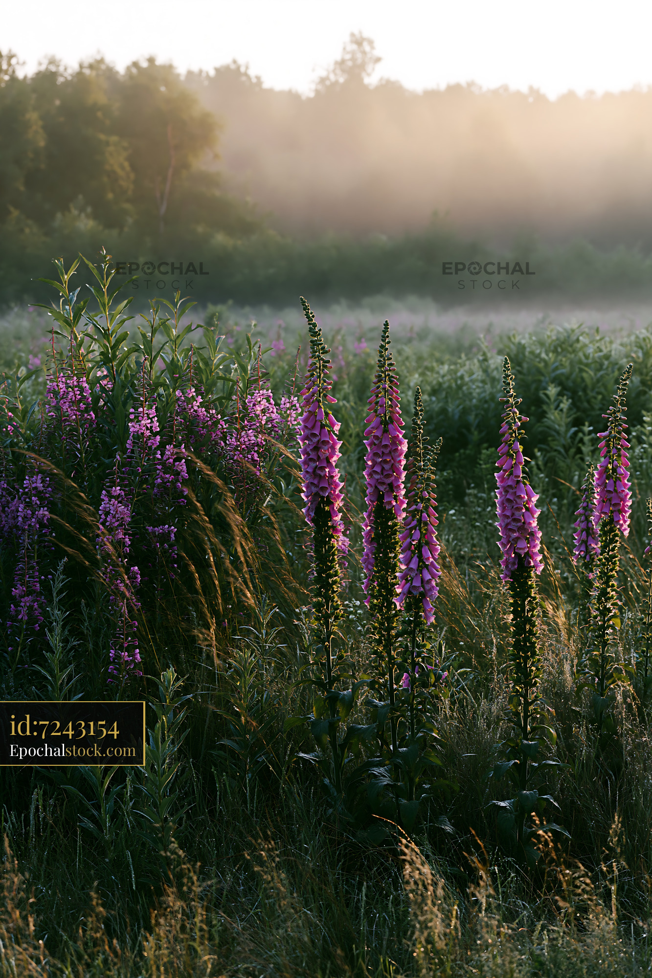 Foxglove Blooms in a Misty Field at Sunrise - stock photo