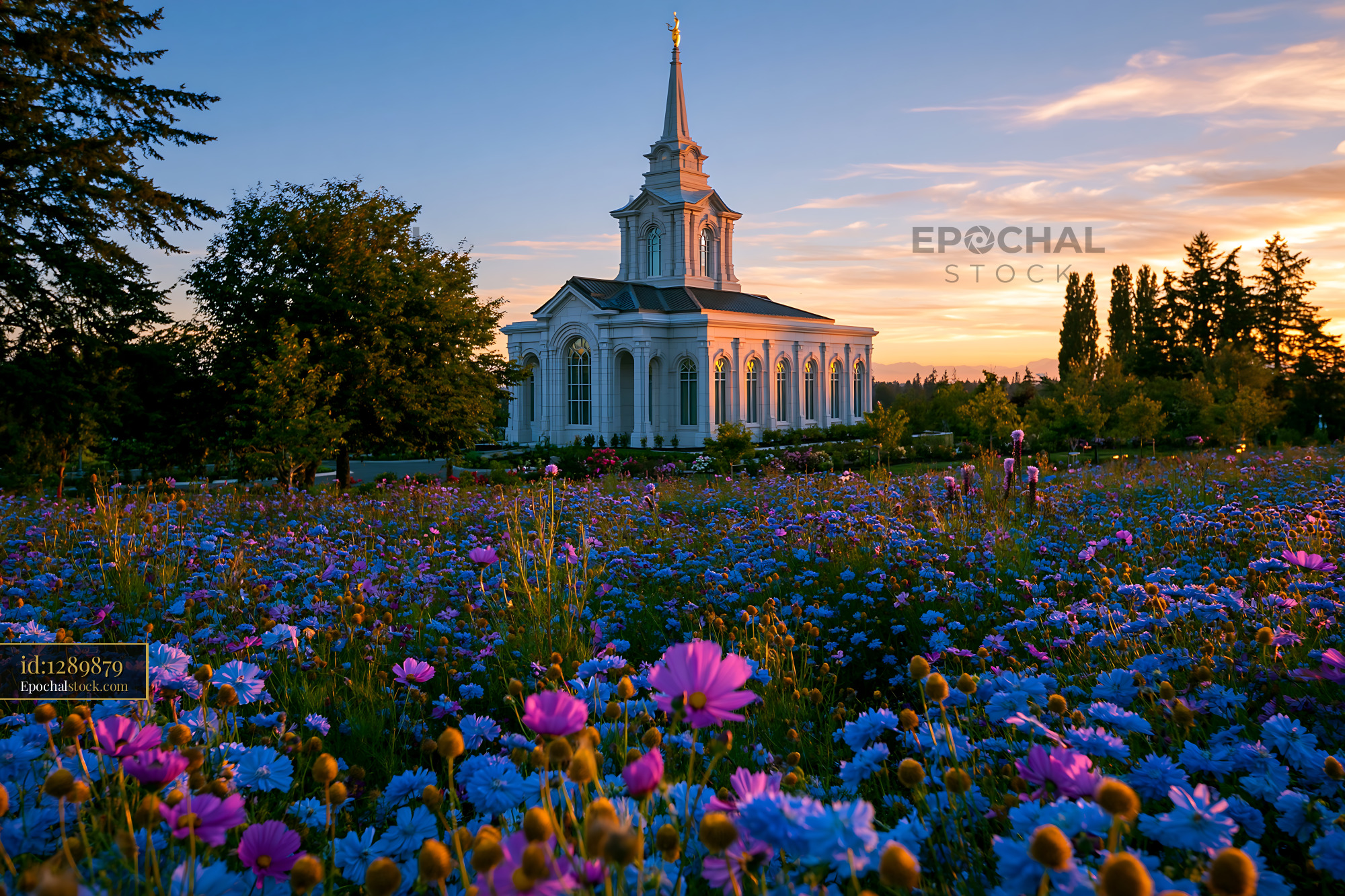 Historic Church Surrounded by Wildflowers at Sunset - stock photo