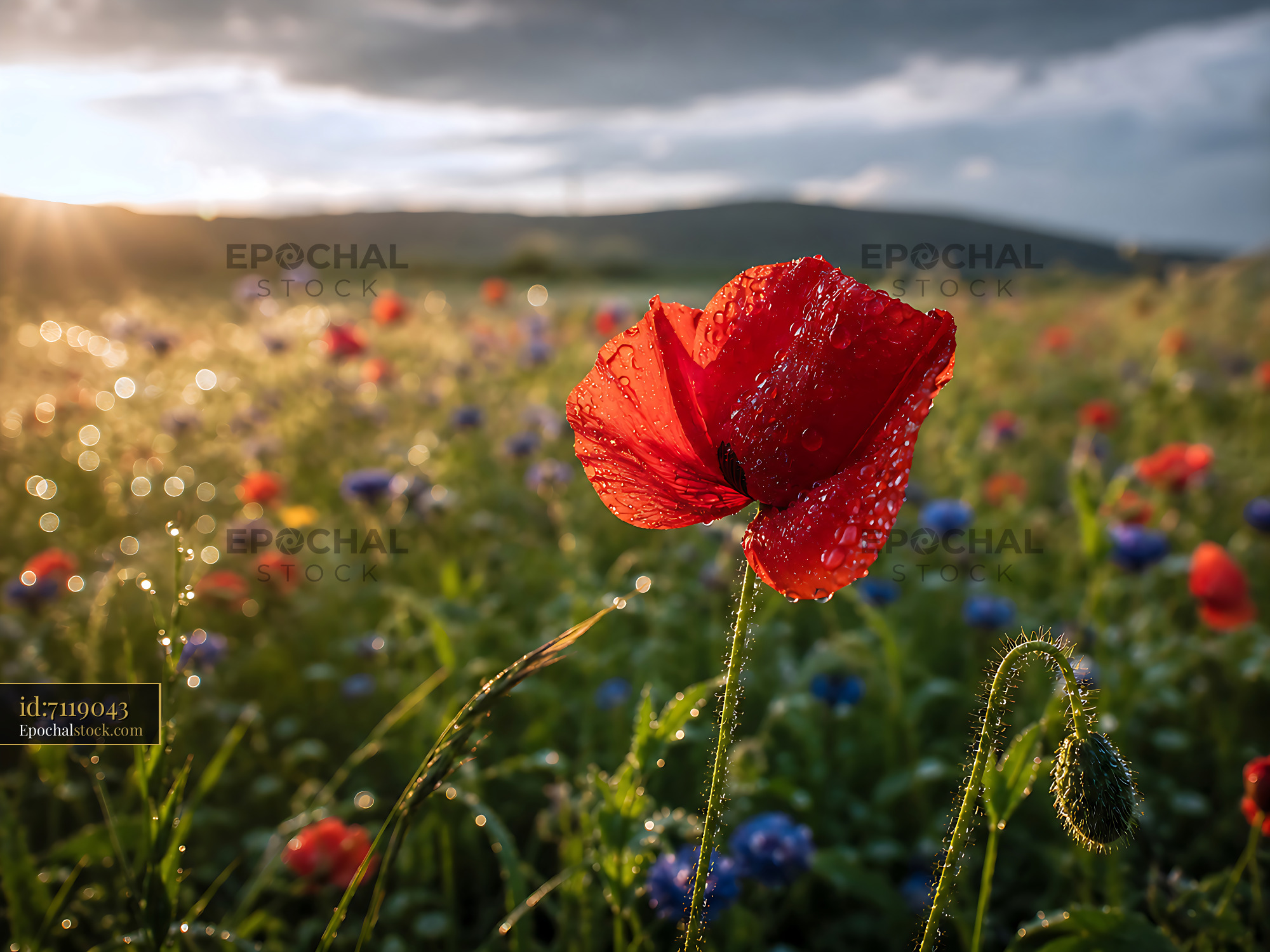 Watermarked full-resolution preview of Red poppy flower in a field with blue flowers at sunset