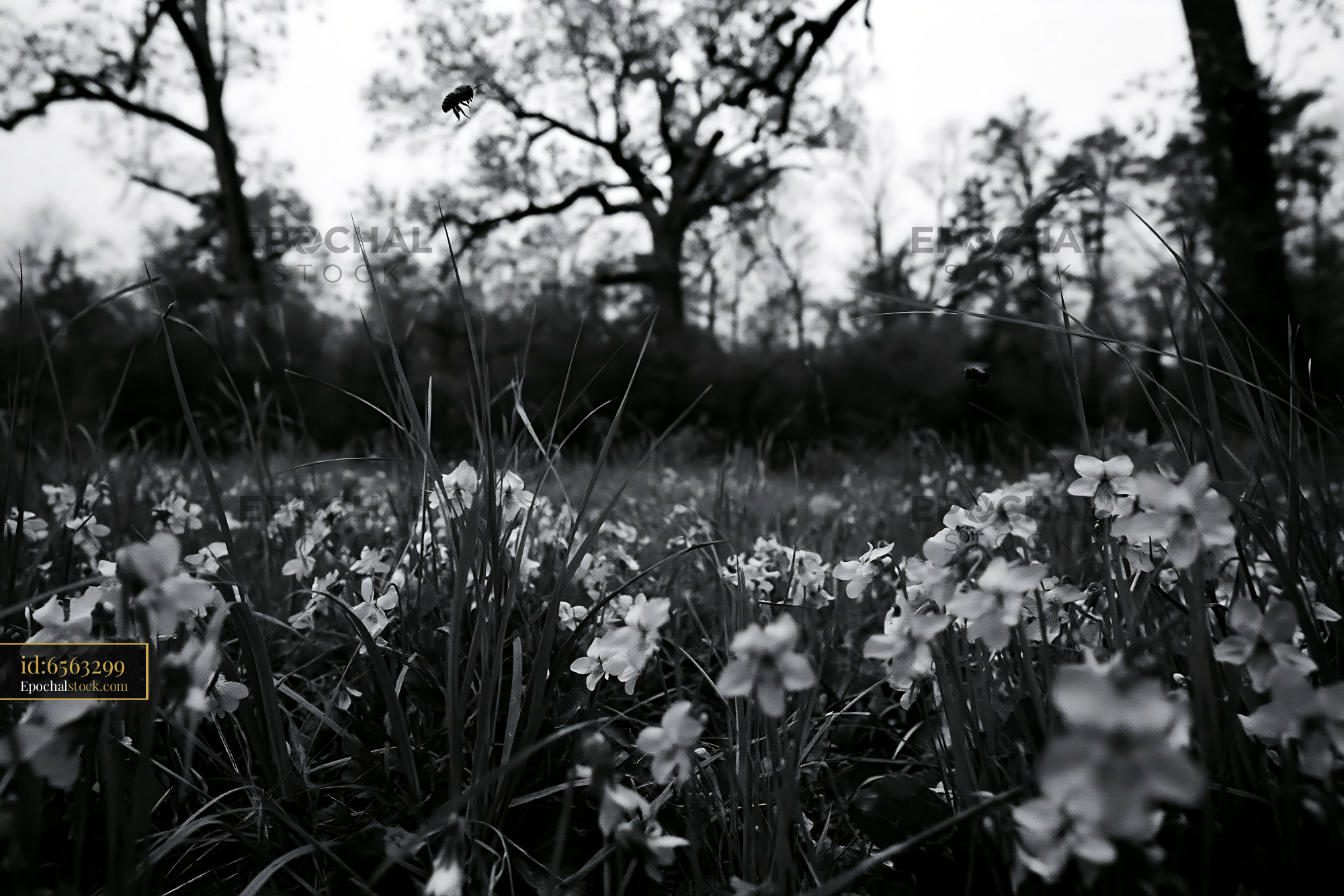 Watermarked full-resolution preview of Flowers and insects in a forest during early morning