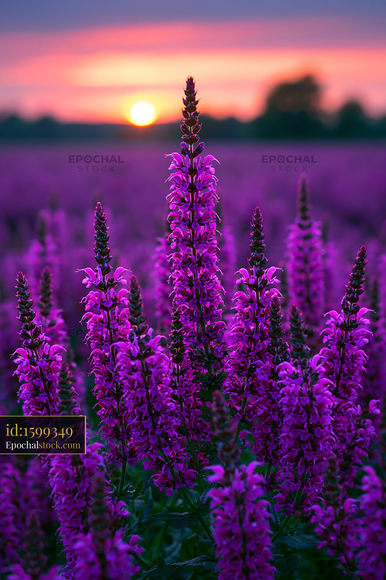 Purple Flowers Bloom in a Field at Sunset With Orange Sky - stock photo