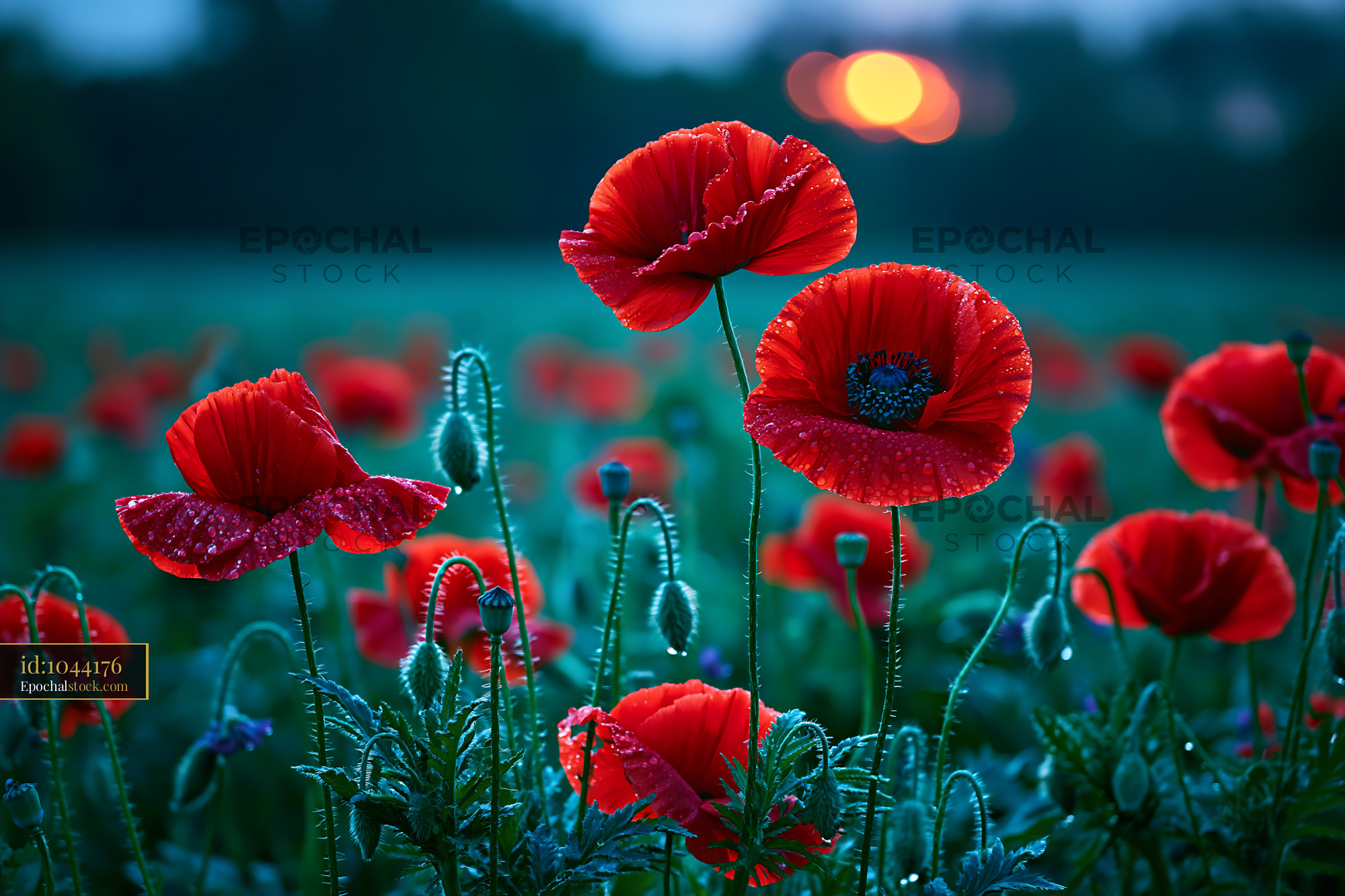 Watermarked full-resolution preview of Poppies in a field at sunset with dew on petals