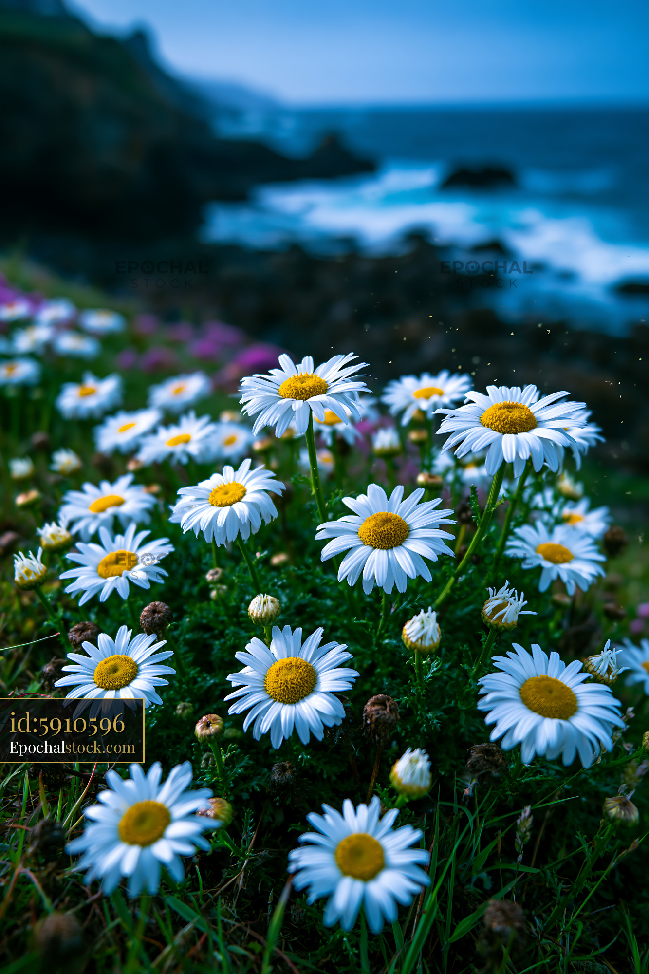 Daisies Growing on Grass Near the Ocean Under Cloudy Sky - stock photo