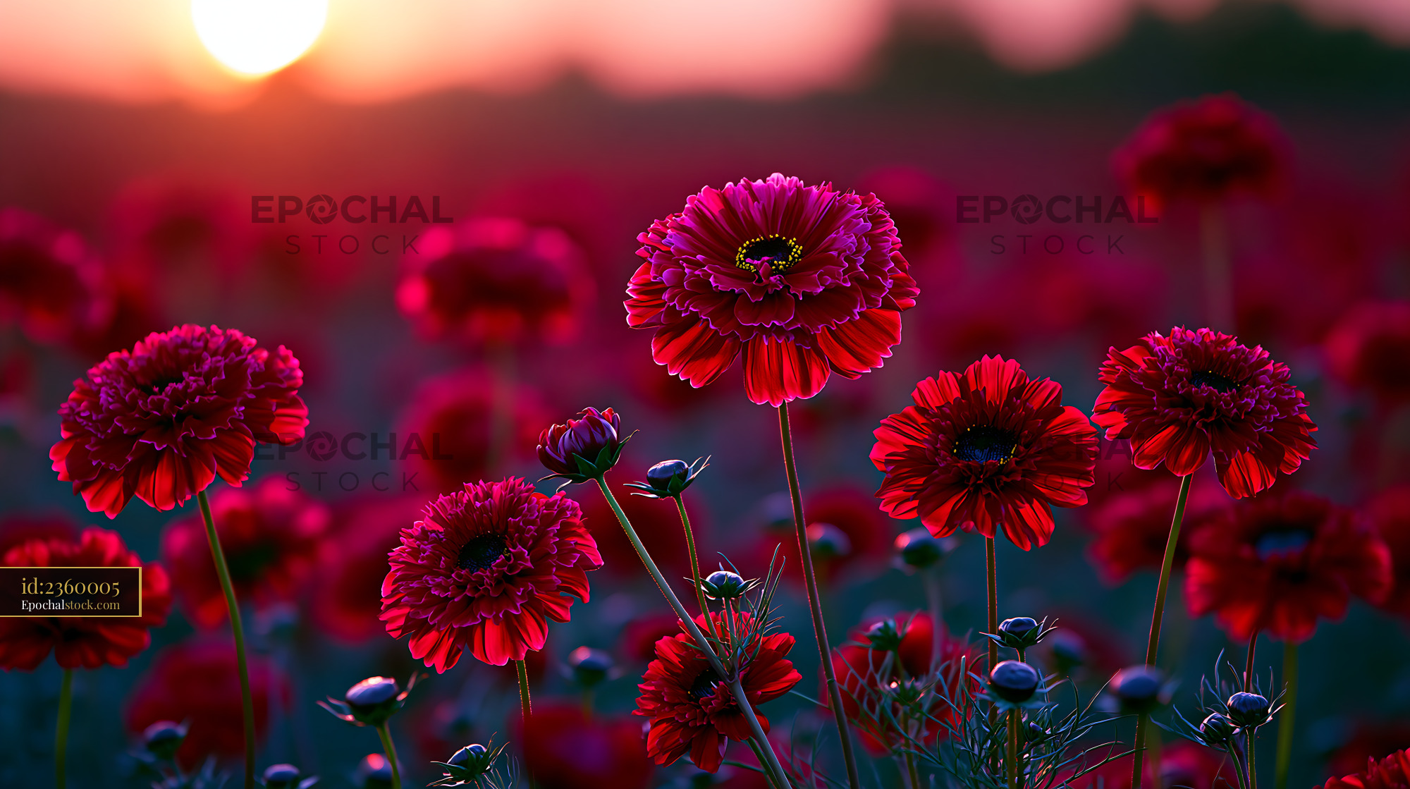 Watermarked full-resolution preview of Vibrant red flowers blooming during sunset in a field