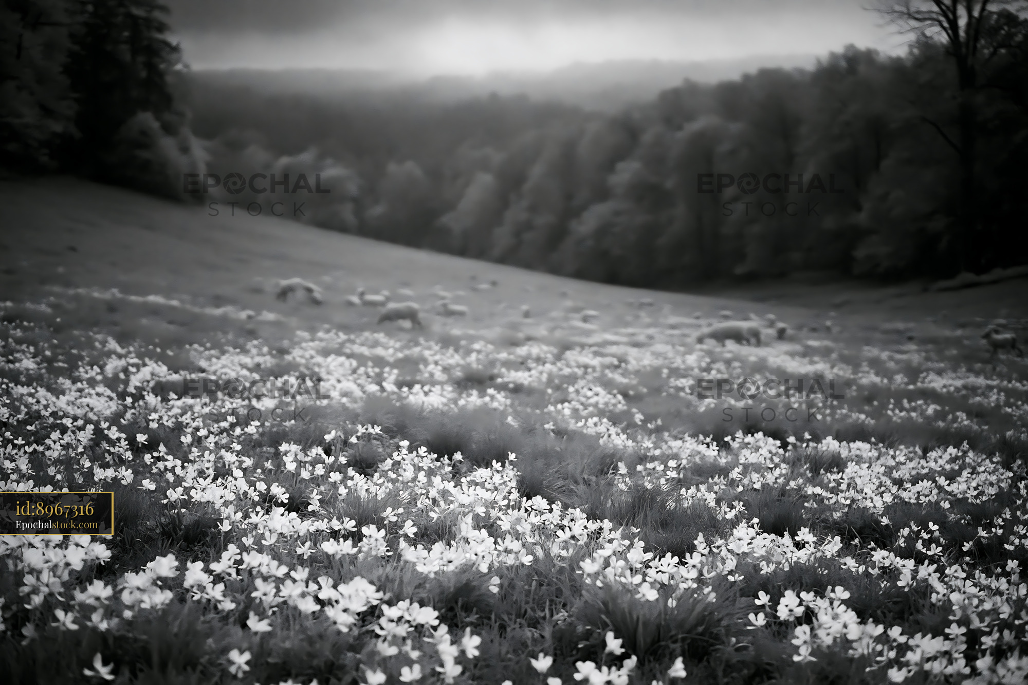 Watermarked full-resolution preview of Field covered with flowers and sheep in black and white