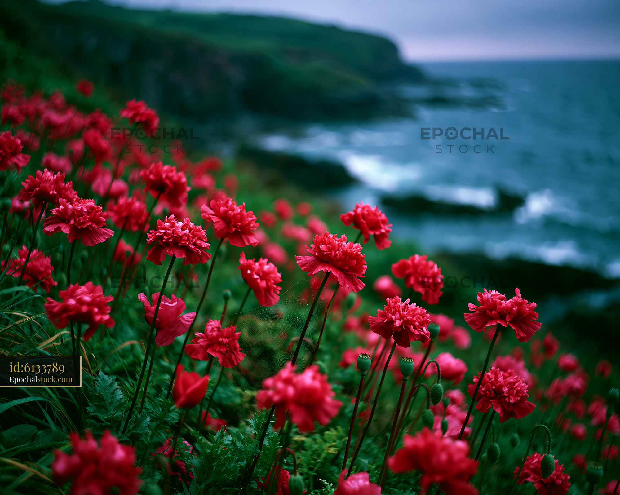 Poppy Wildflowers Bloom by the Ocean in Spring Near the Cliffs - stock photo