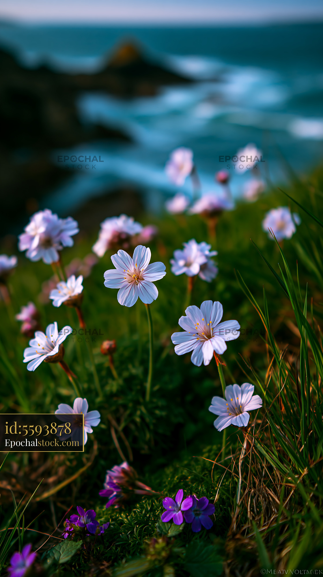 Flowers Grow on a Cliffside Near the Ocean at Dusk With Waves - stock photo