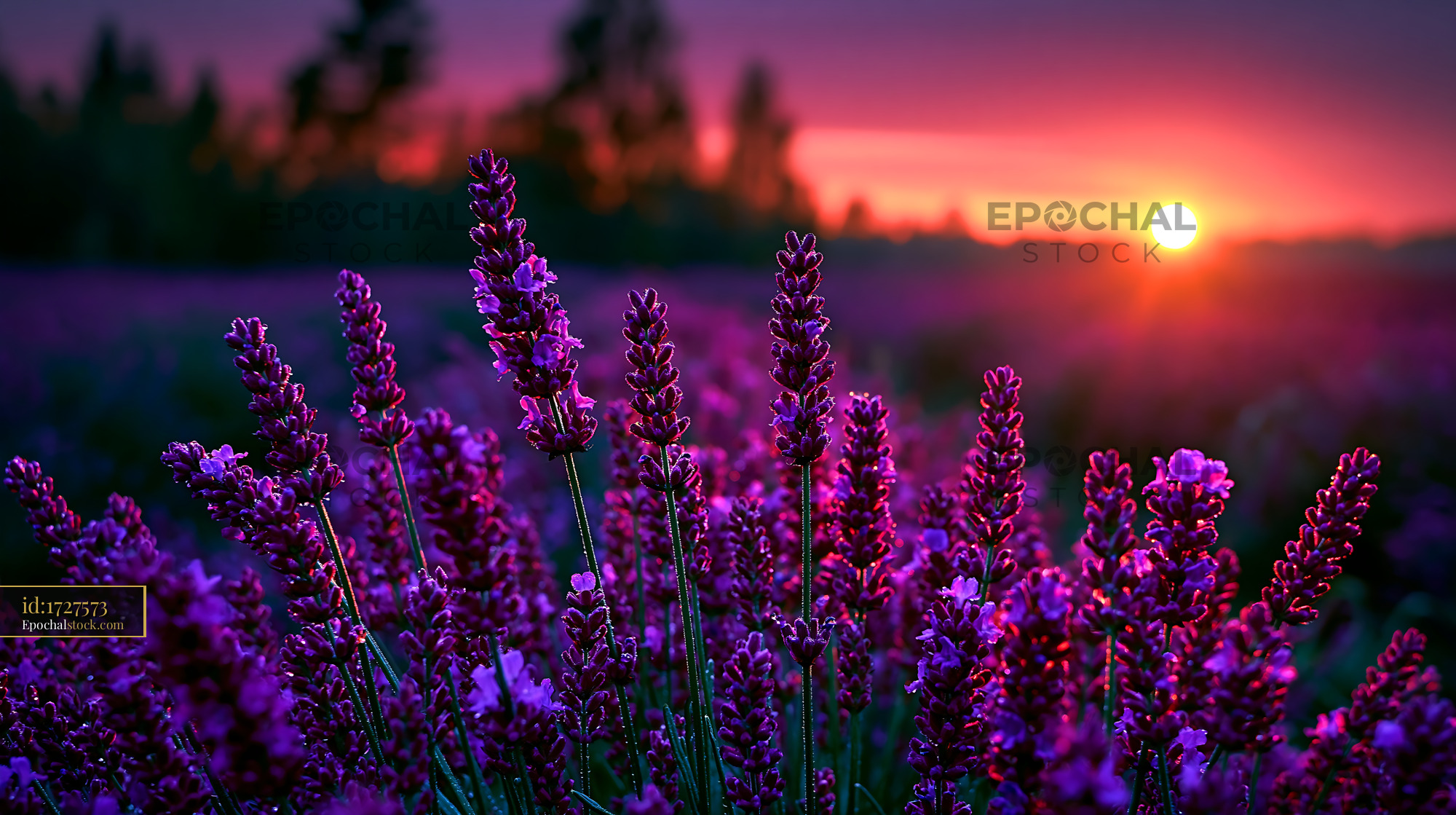 Watermarked full-resolution preview of Lavender field at sunset with vibrant colors and flowers