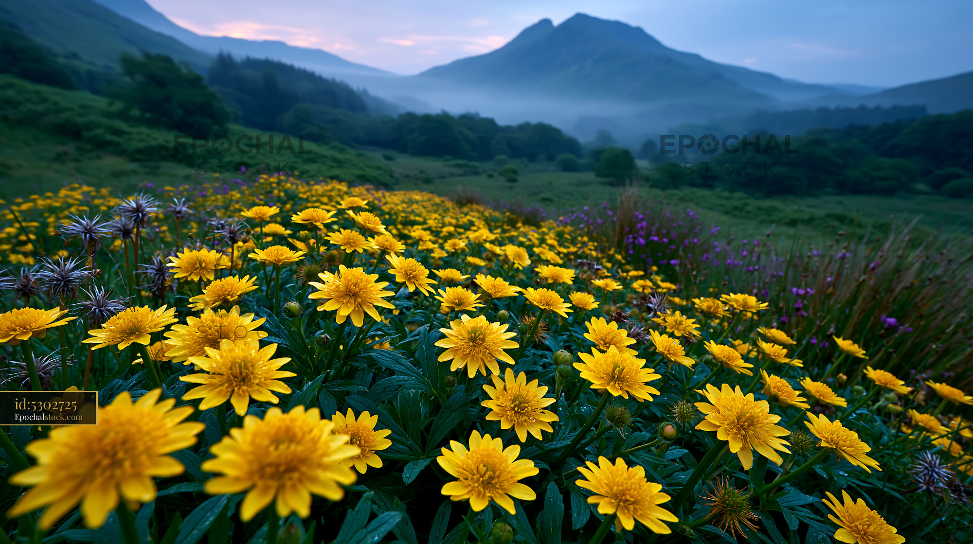 Watermarked full-resolution preview of Yellow flowers bloom in a valley with mountains at dawn