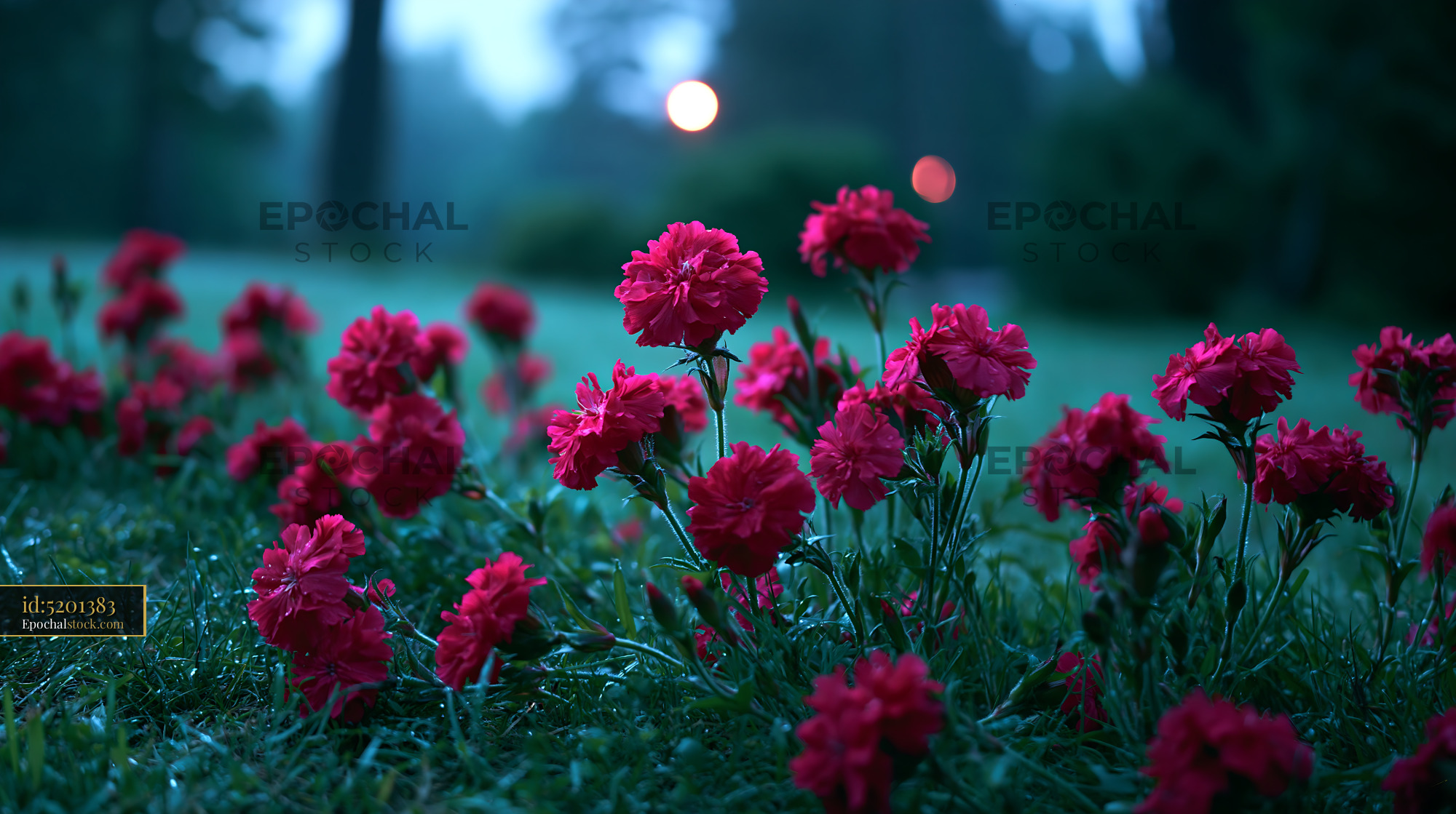 Watermarked full-resolution preview of Red flowers bloom in garden during evening light