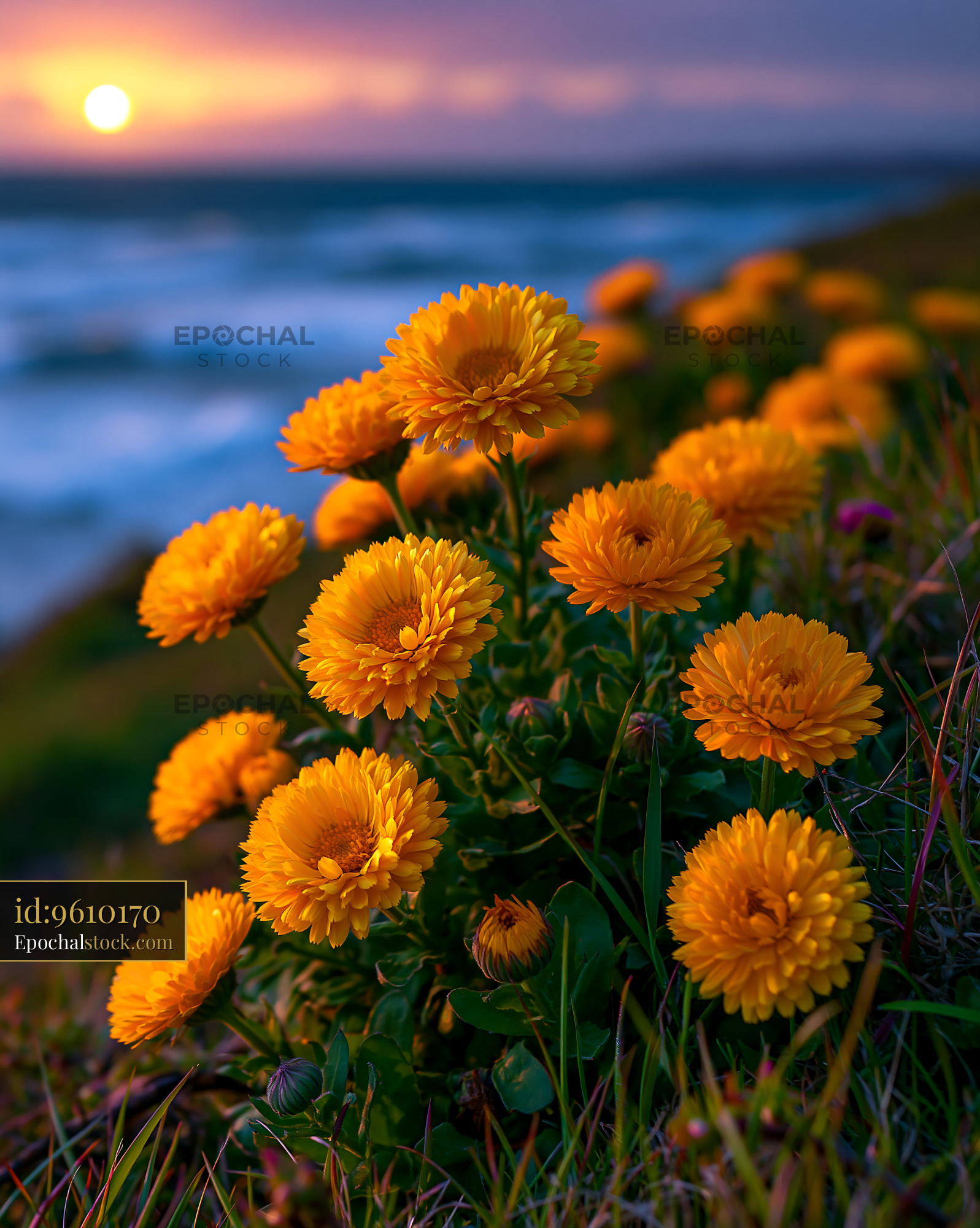 Watermarked full-resolution preview of Vibrant yellow flowers grow by the coast during sunset