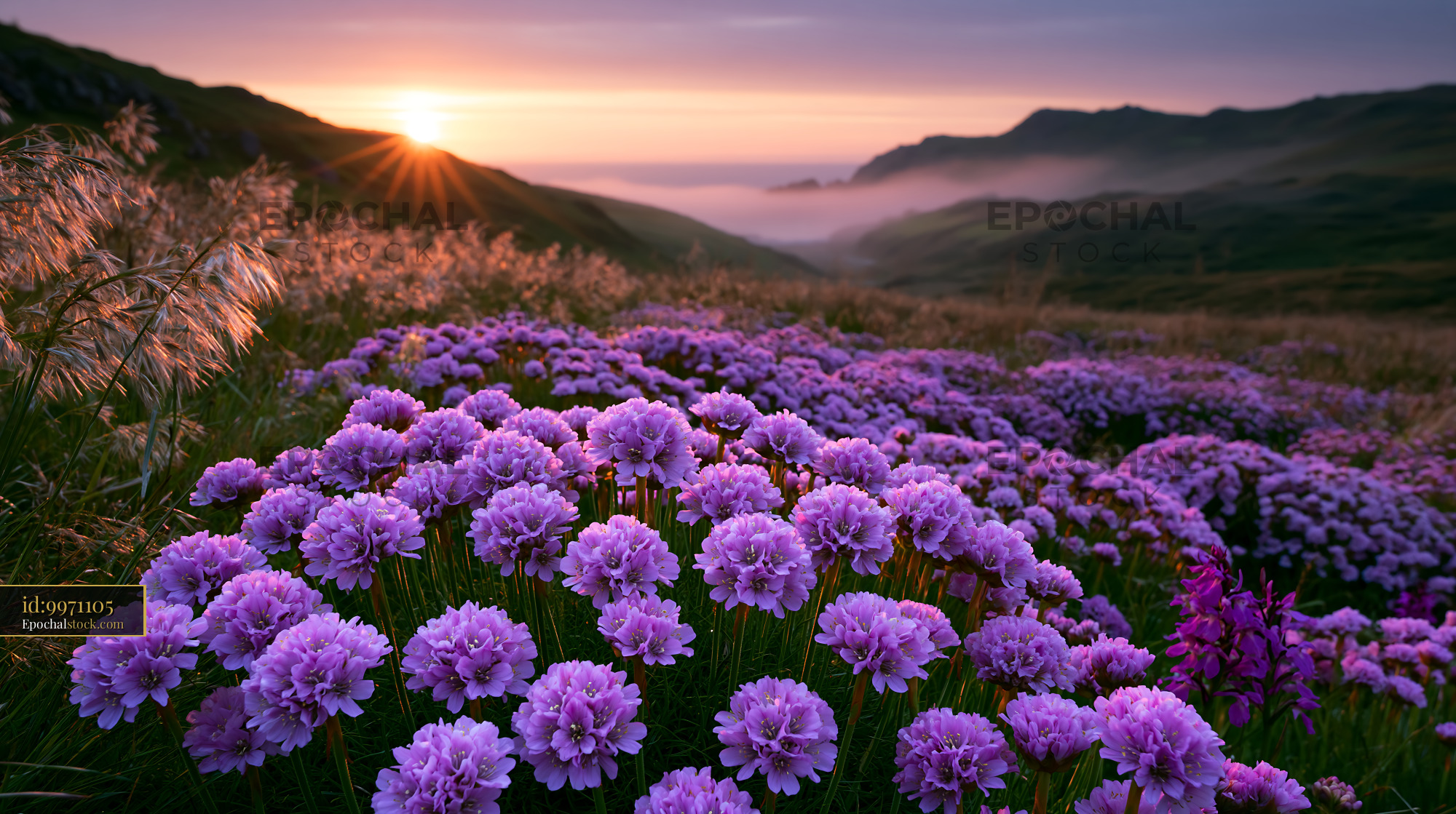 Watermarked full-resolution preview of Violet flowers bloom at sunset in a valley landscape