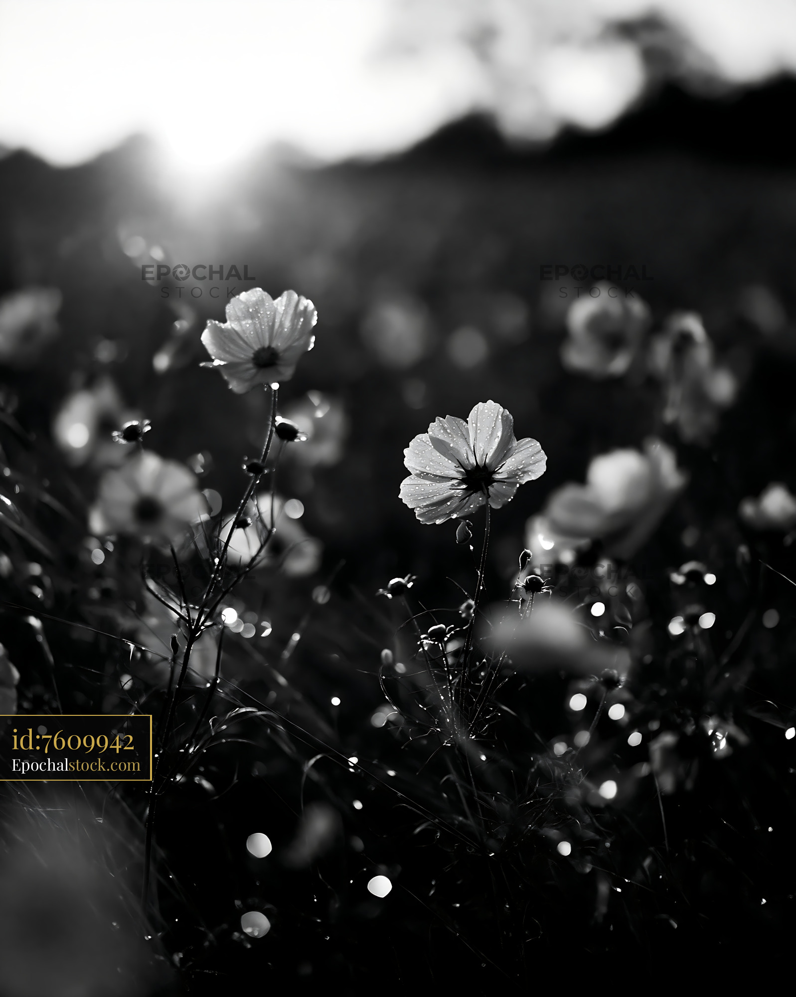 Watermarked full-resolution preview of Flowers in a field during sunset