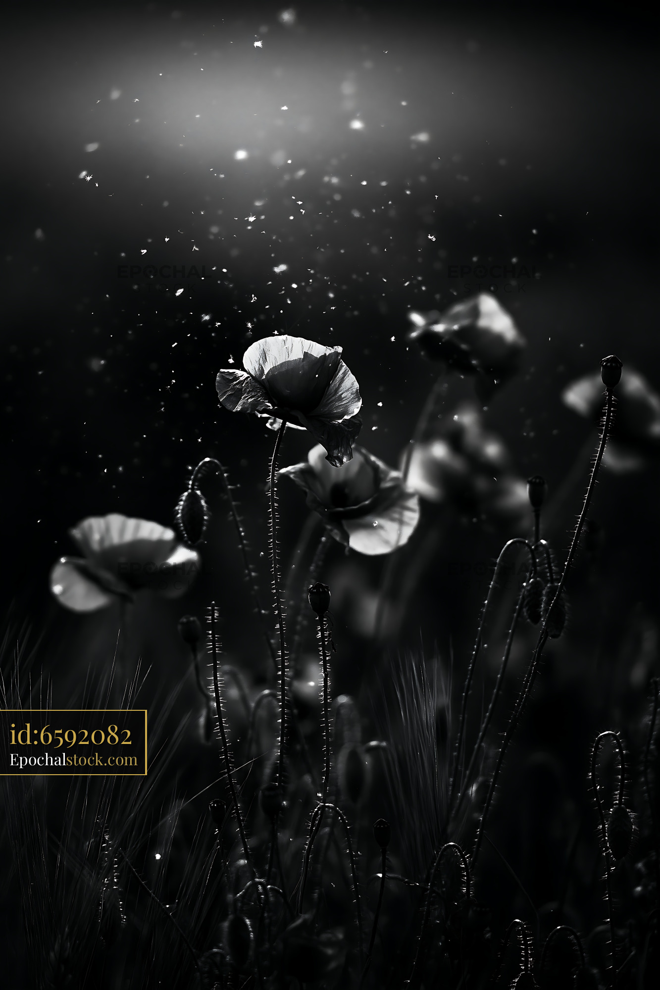 Watermarked full-resolution preview of Poppies in black and white with sparkles in the background