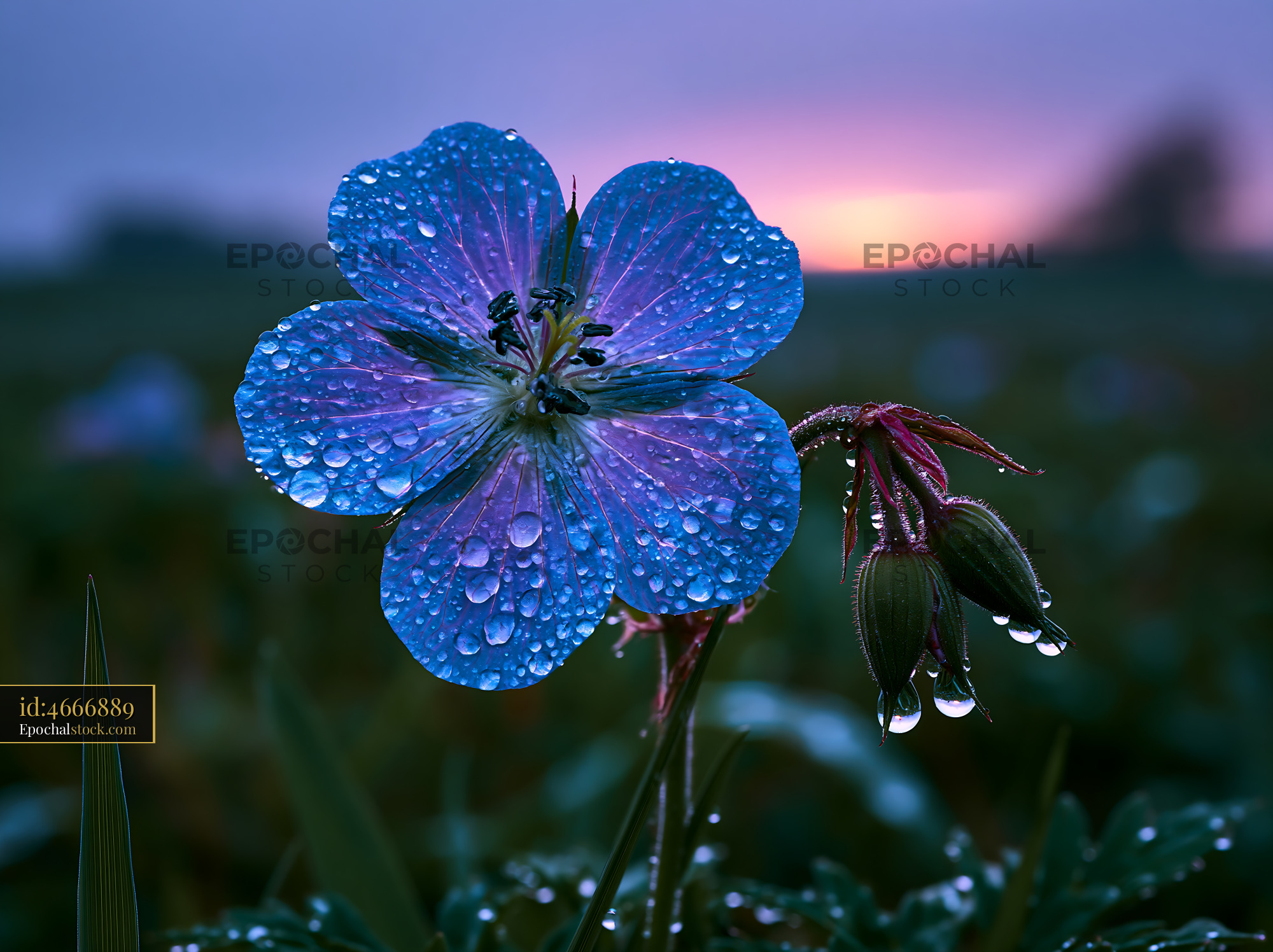 Watermarked full-resolution preview of Flower with water droplets at sunset