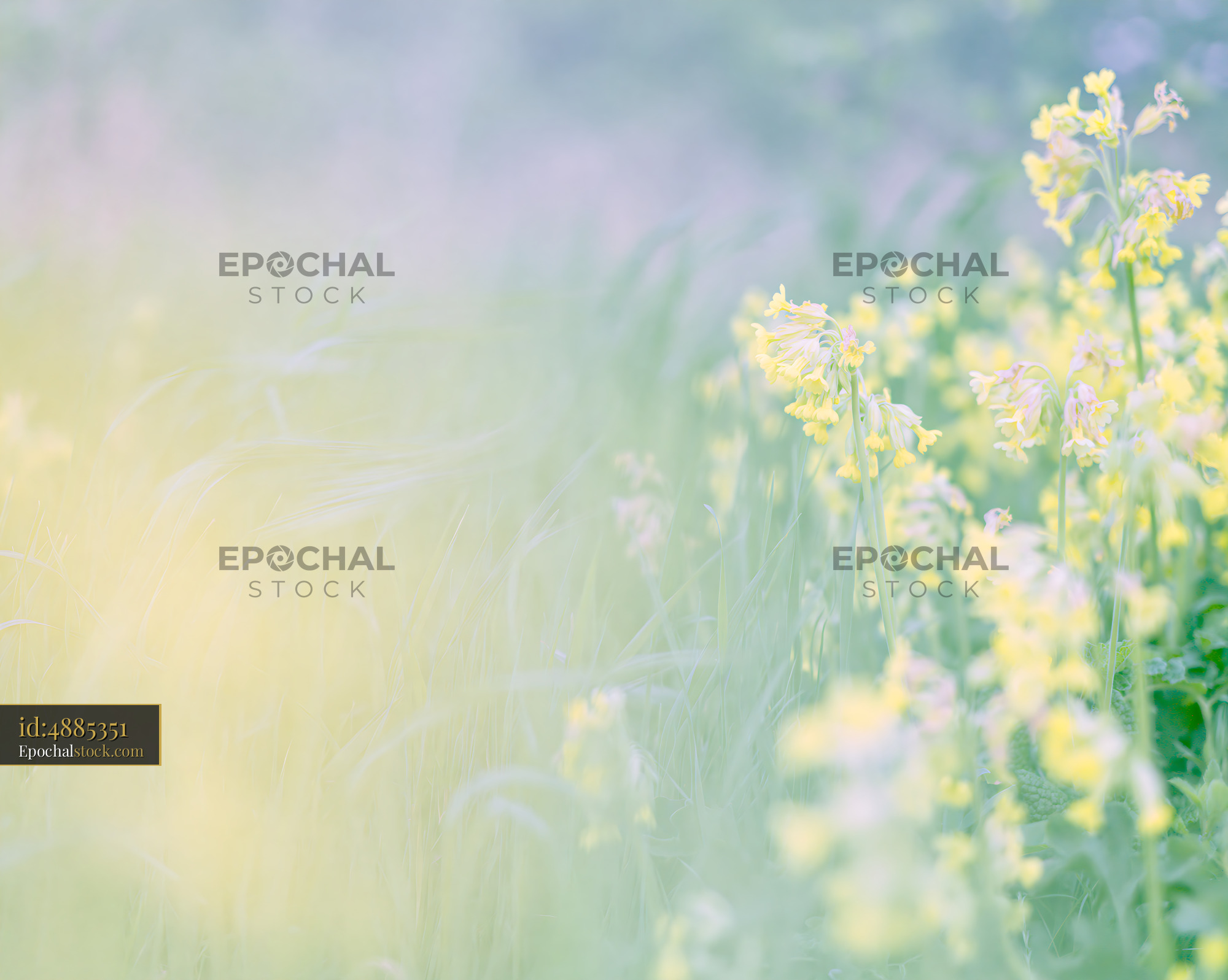 Watermarked full-resolution preview of Blooming yellow flowers in a soft, blurred landscape