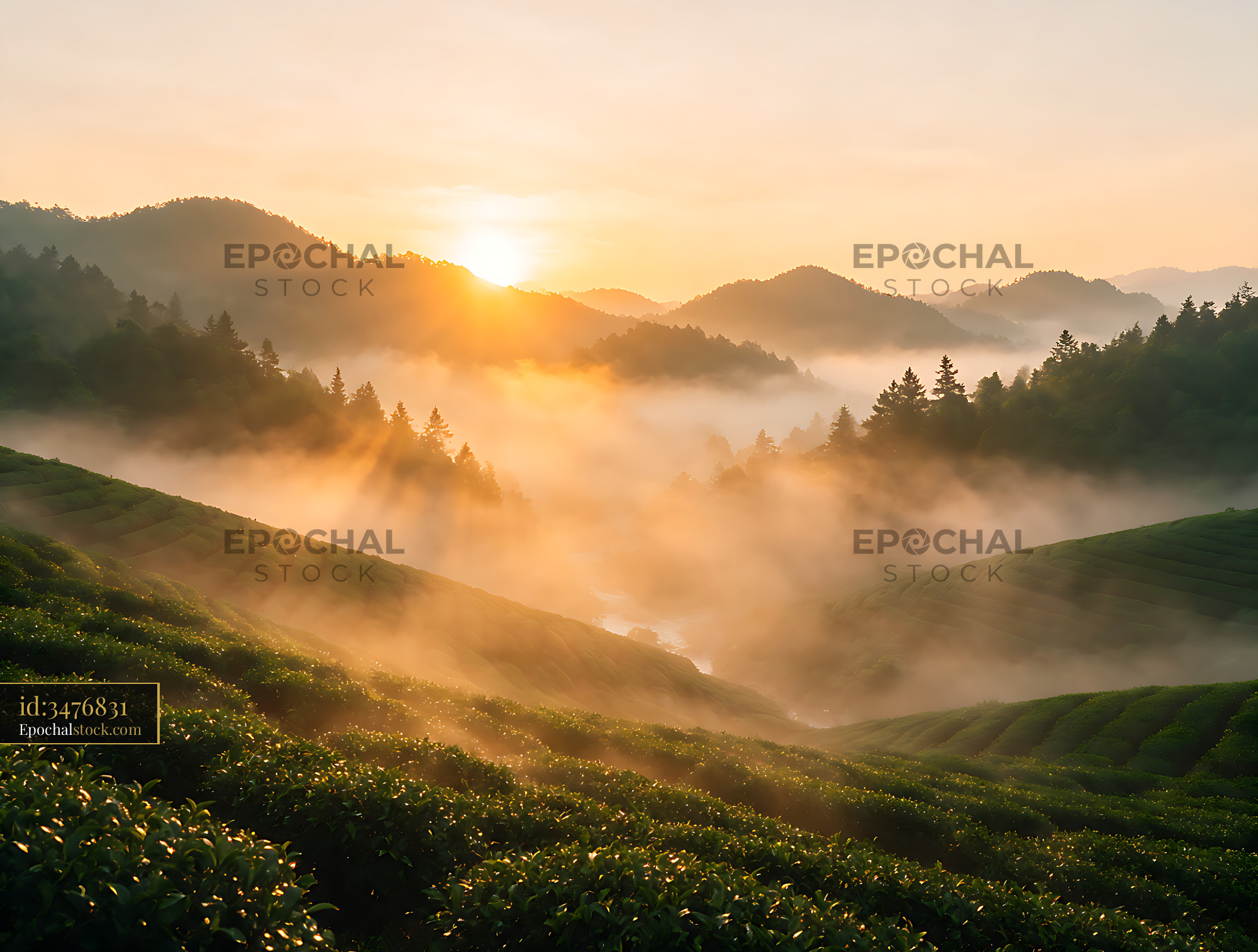 Watermarked full-resolution preview of Misty Tea Fields Across a Mountain Valley