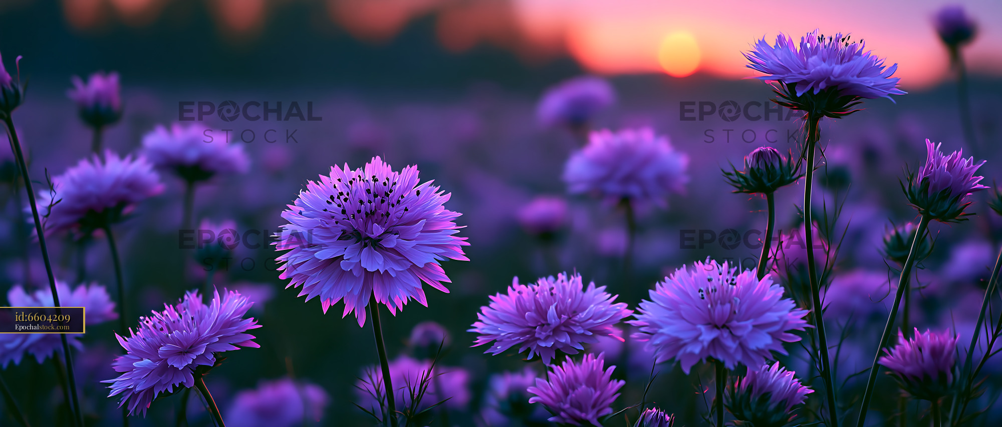 Watermarked full-resolution preview of Purple flowers in a field during sunset