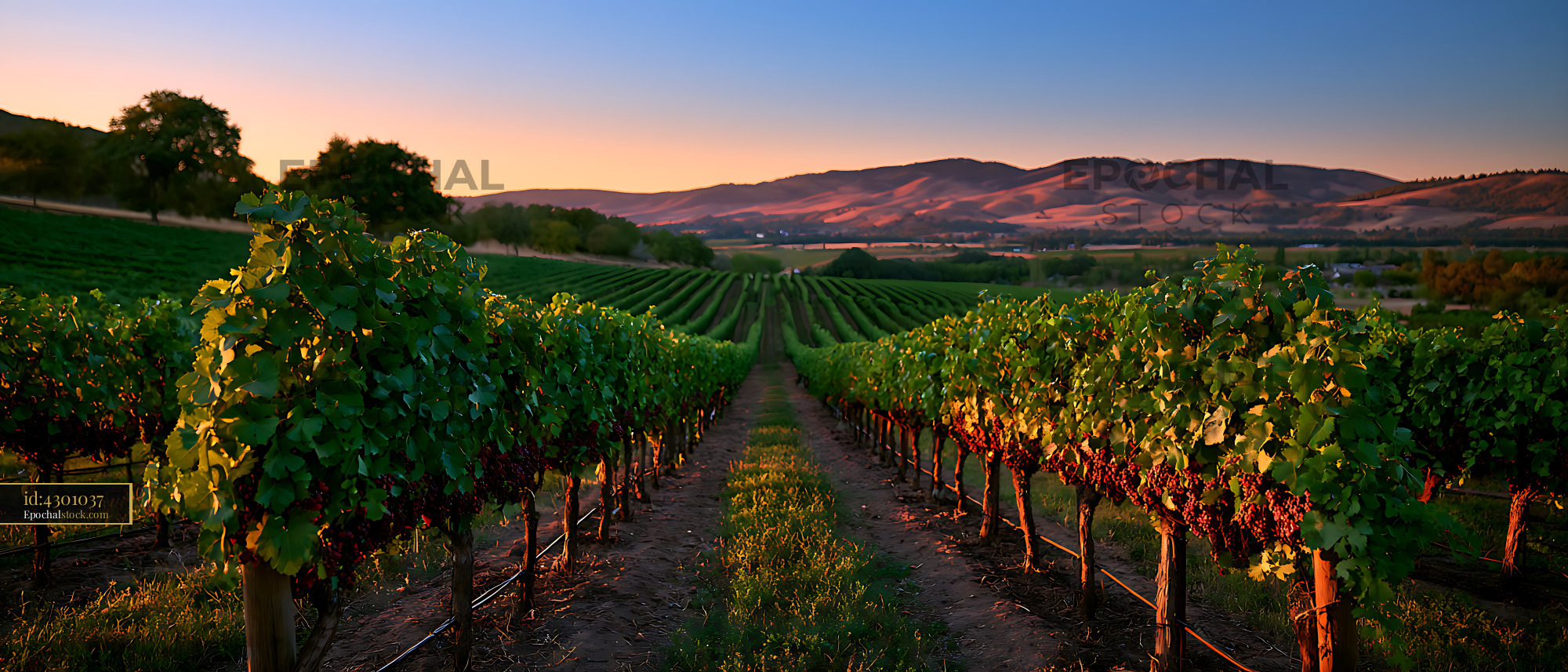 Watermarked full-resolution preview of Sunlit vineyard rows and distant hills