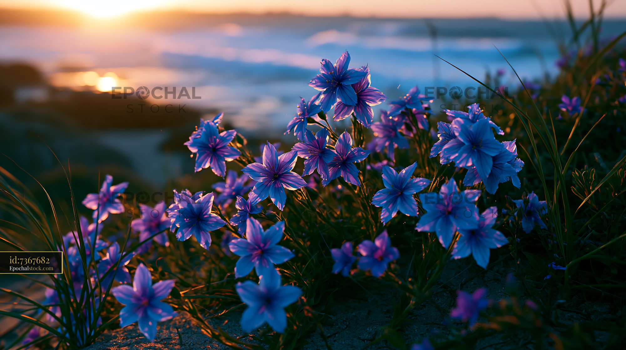 Flowers Bloom by the Beach at Sunset With Waves in the Background - stock photo