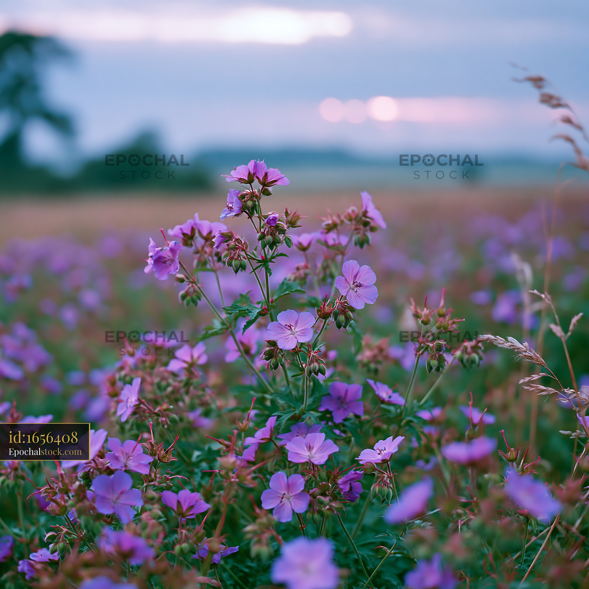 Cranesbill Wildflower Blooming in a Meadow at Golden Hour - stock photo