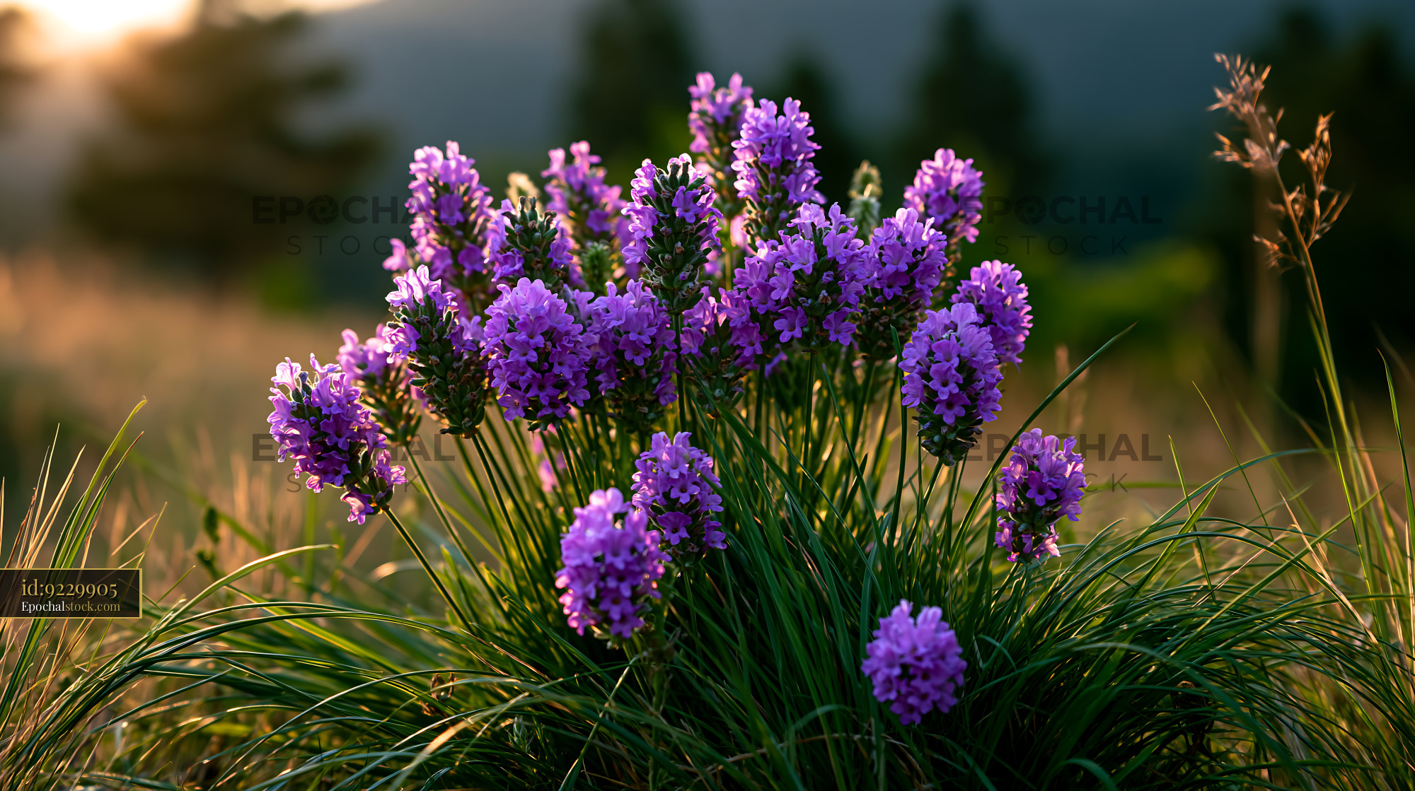 Watermarked full-resolution preview of Purple flowers bloom in a field during sunset