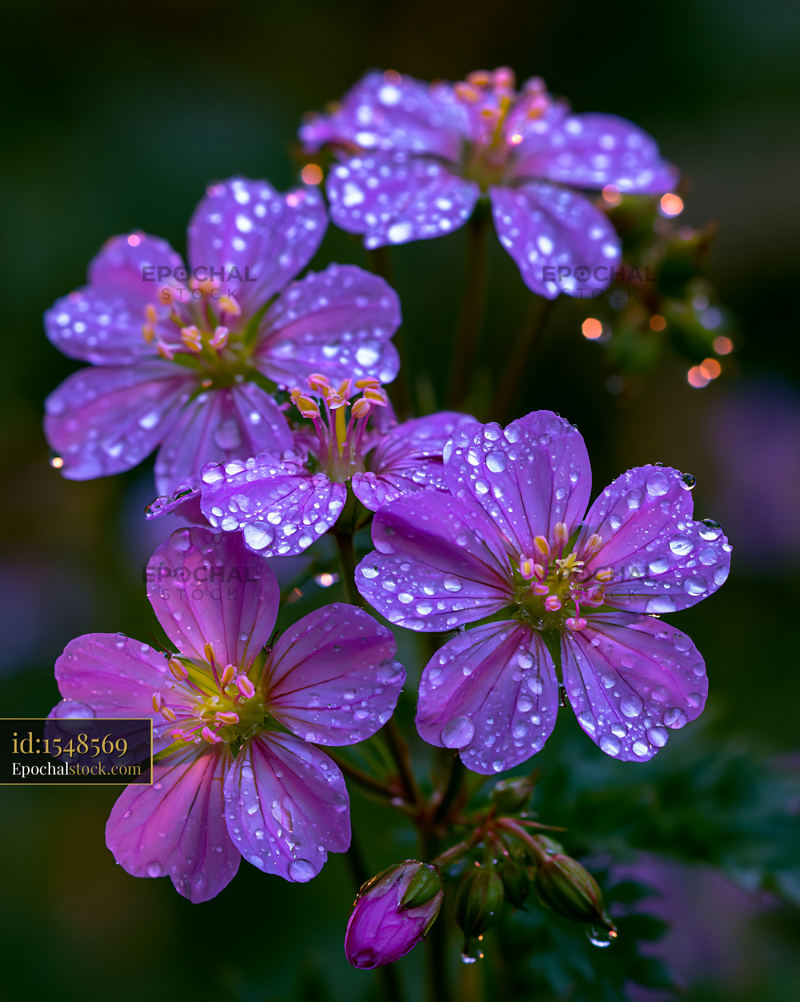 Watermarked full-resolution preview of Purple flowers with raindrops in a garden setting