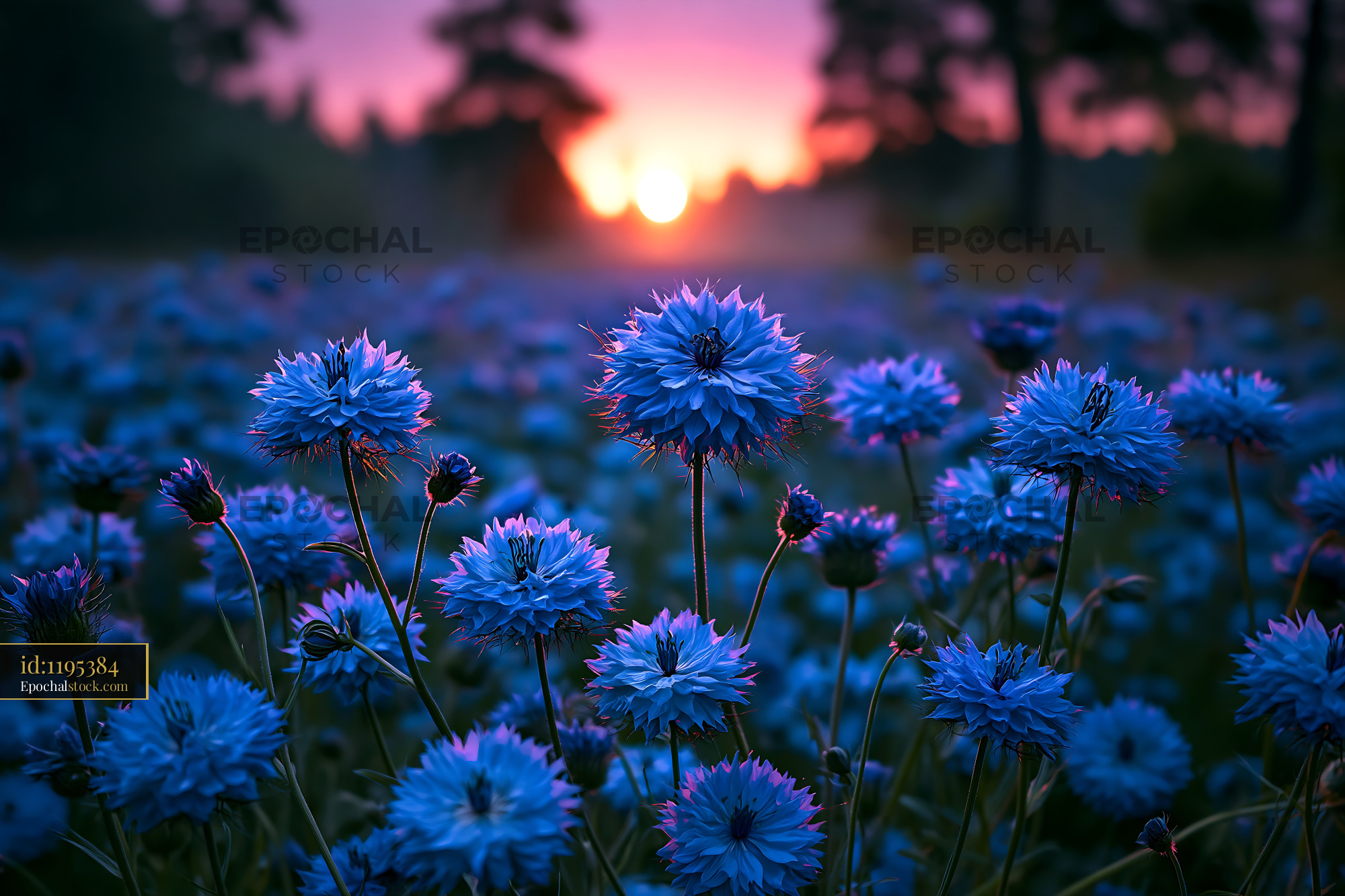 Watermarked full-resolution preview of Blue flowers bloom at sunset in a field