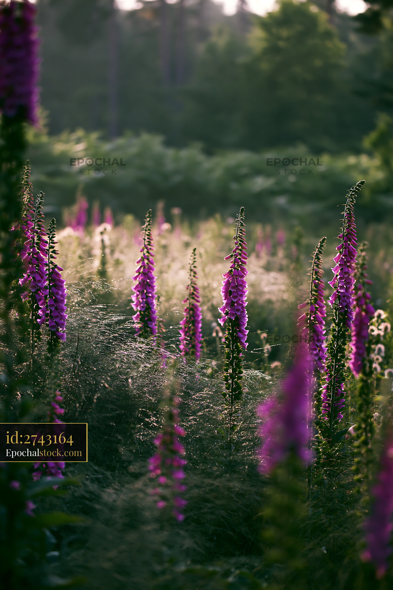 Foxglove Blooming in a Forest Meadow During Summer - stock photo