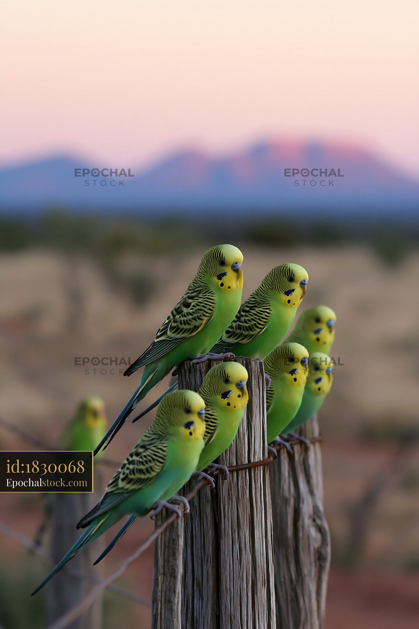 Watermarked full-resolution preview of Green budgerigar flock resting on weathered fence posts