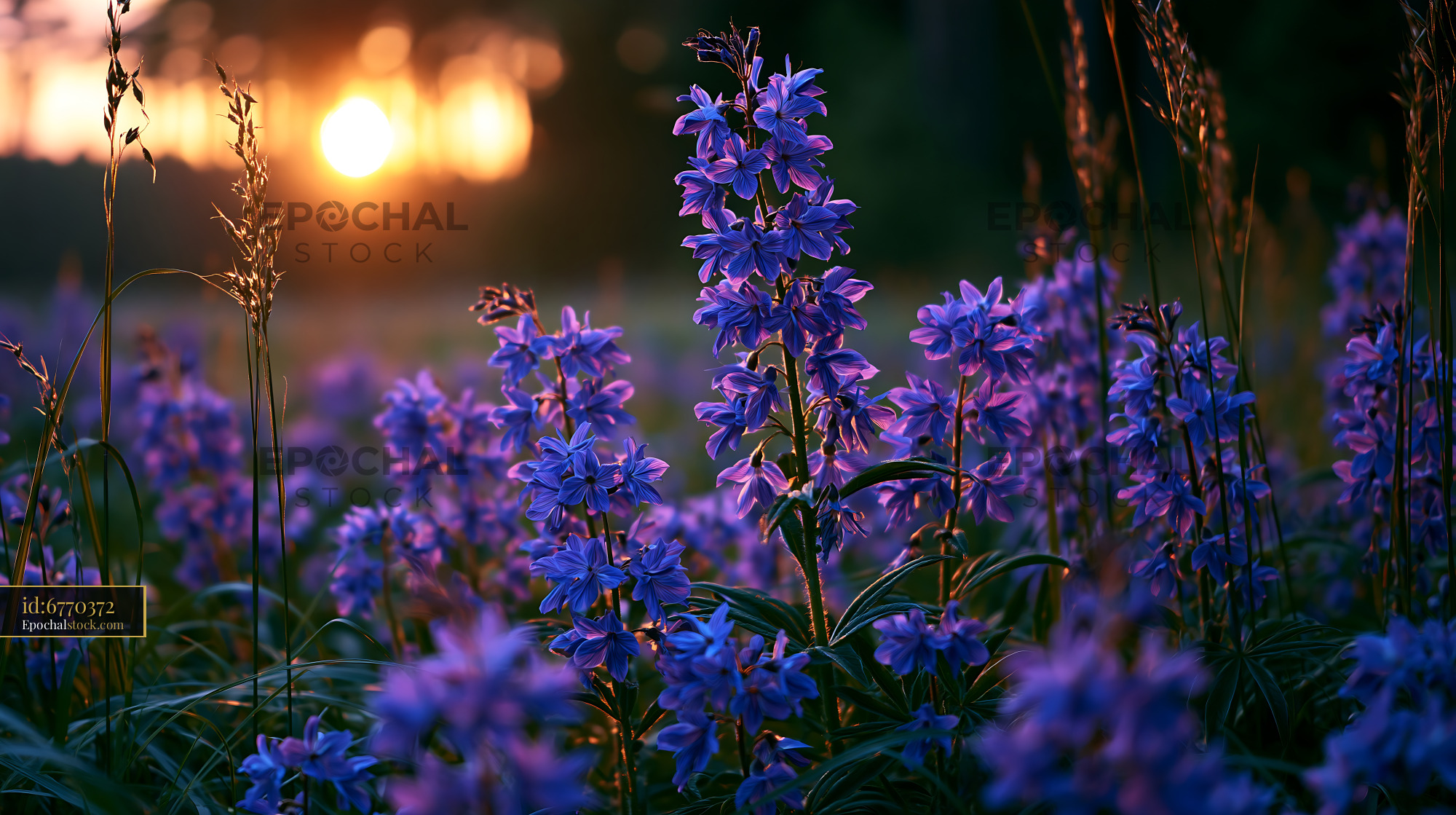 Flowers Bloom Under Sunset Sky in a Field of Wildflowers - stock photo