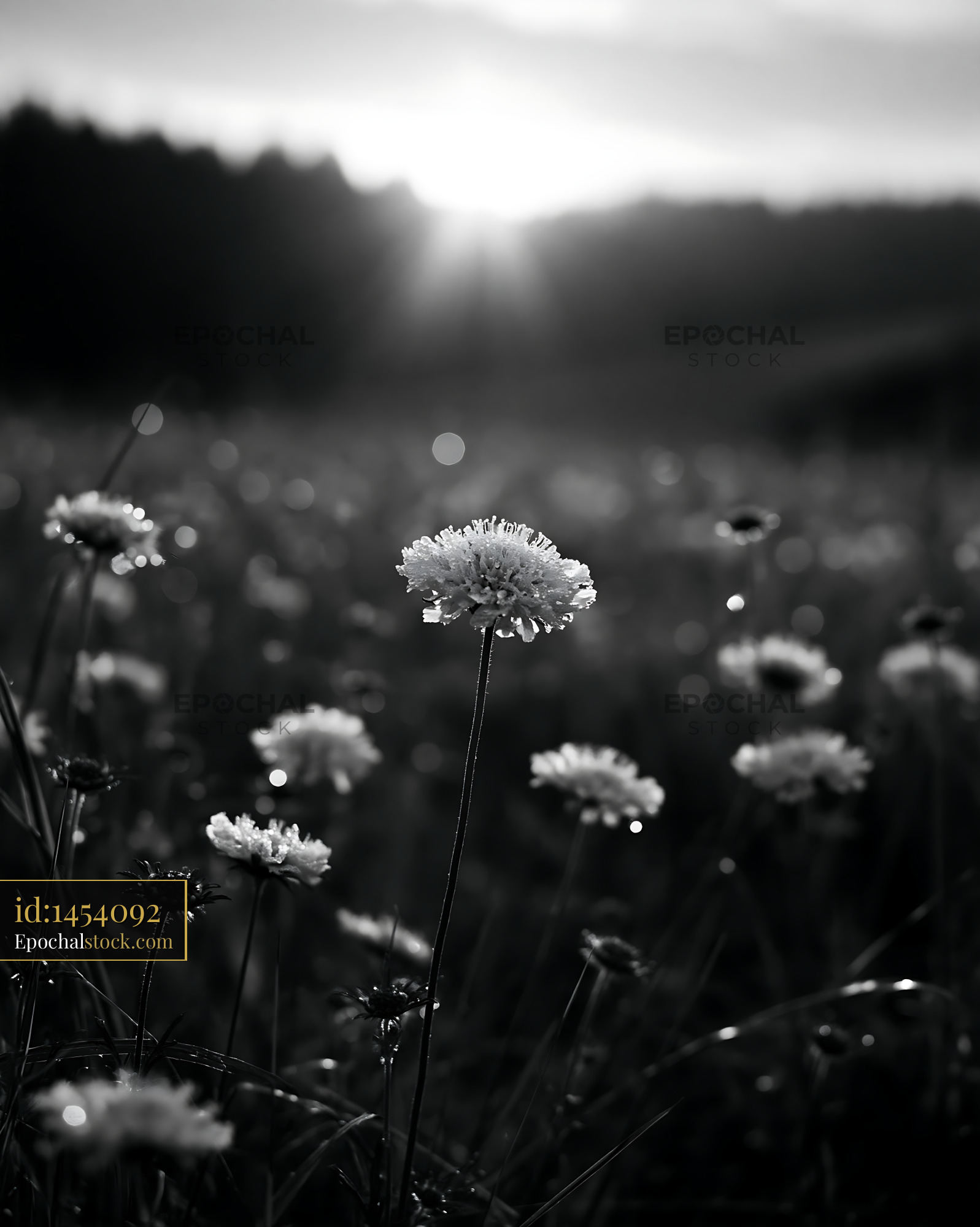 Watermarked full-resolution preview of Sunlight shining on wildflowers in a black and white scene