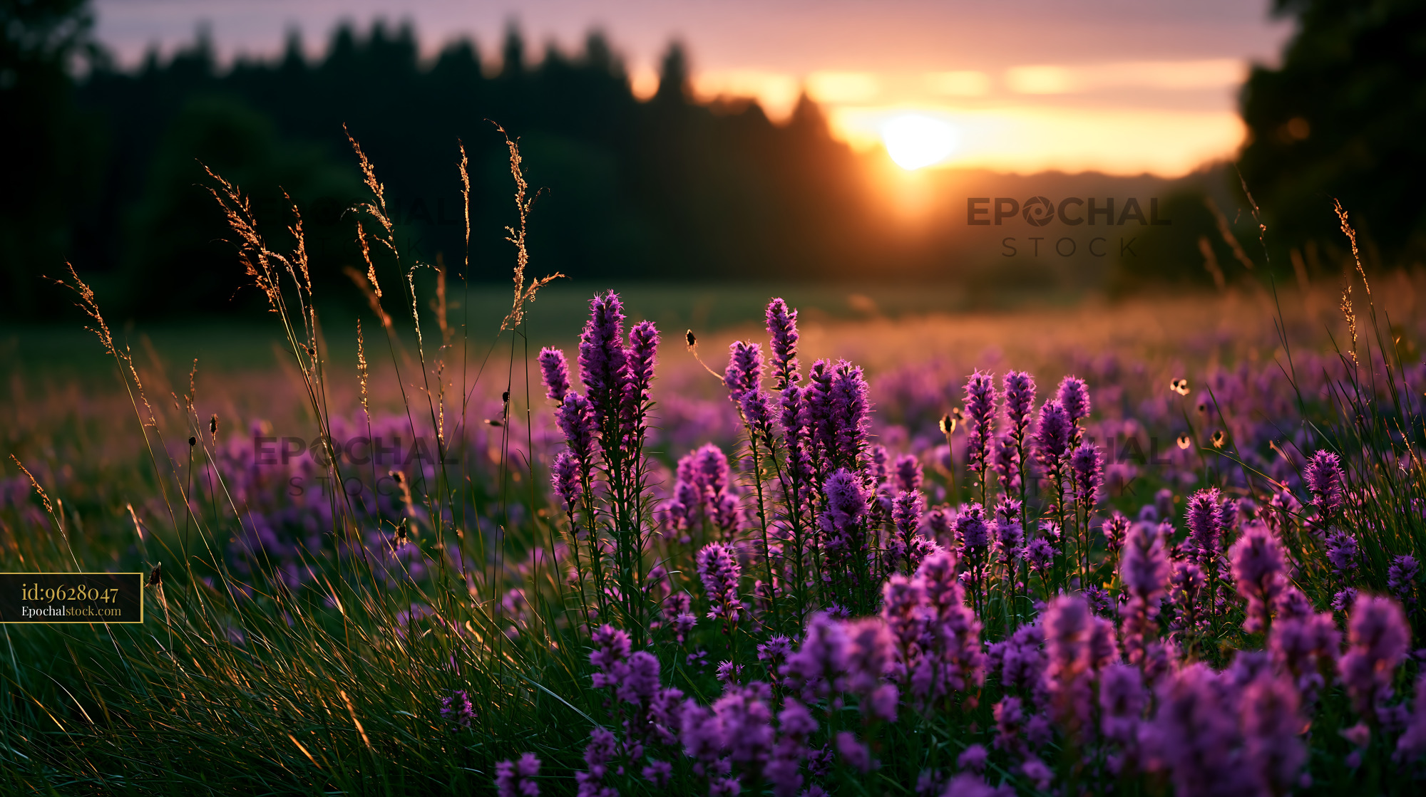 Flowers Bloom in a Field During Sunset Near a Forest - stock photo