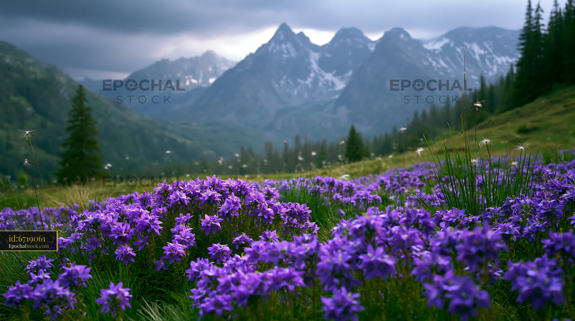 Watermarked full-resolution preview of Mountain landscape with purple flowers in foreground