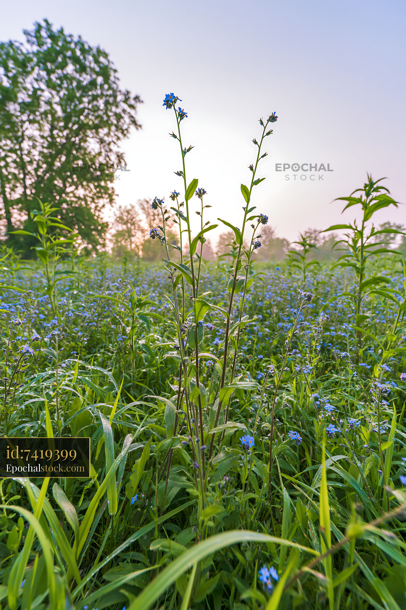 Watermarked full-resolution preview of Field of small blue flowers at sunrise