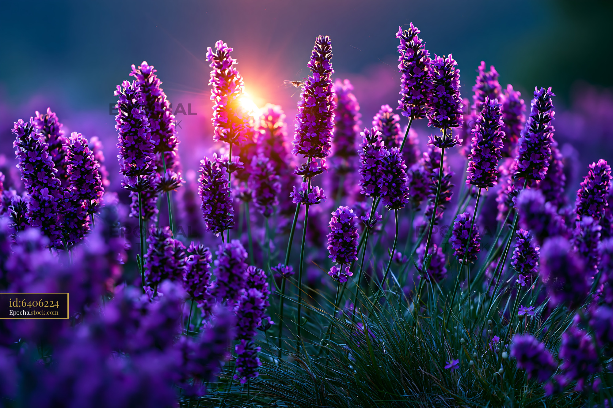 Watermarked full-resolution preview of Lavender flowers bloom in field during sunset