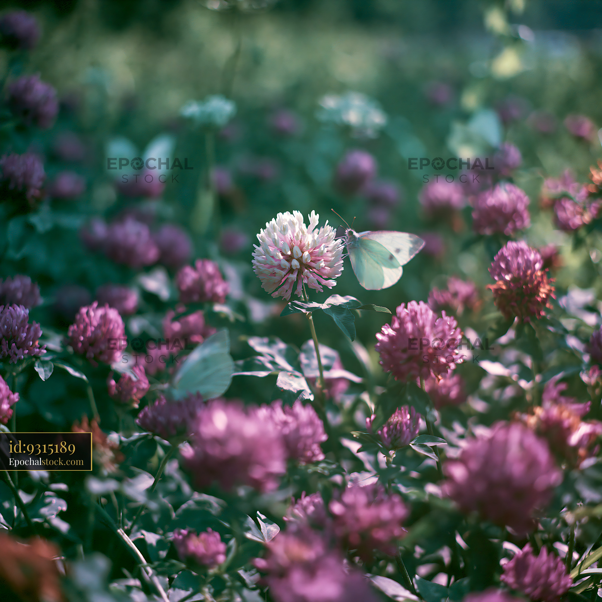 Watermarked full-resolution preview of Butterfly on white clover surrounded by purple flowers