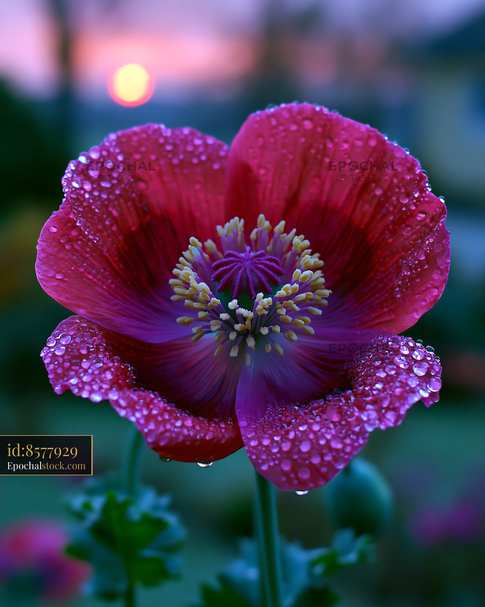 Watermarked full-resolution preview of Vivid flower with dew at sunset in a garden