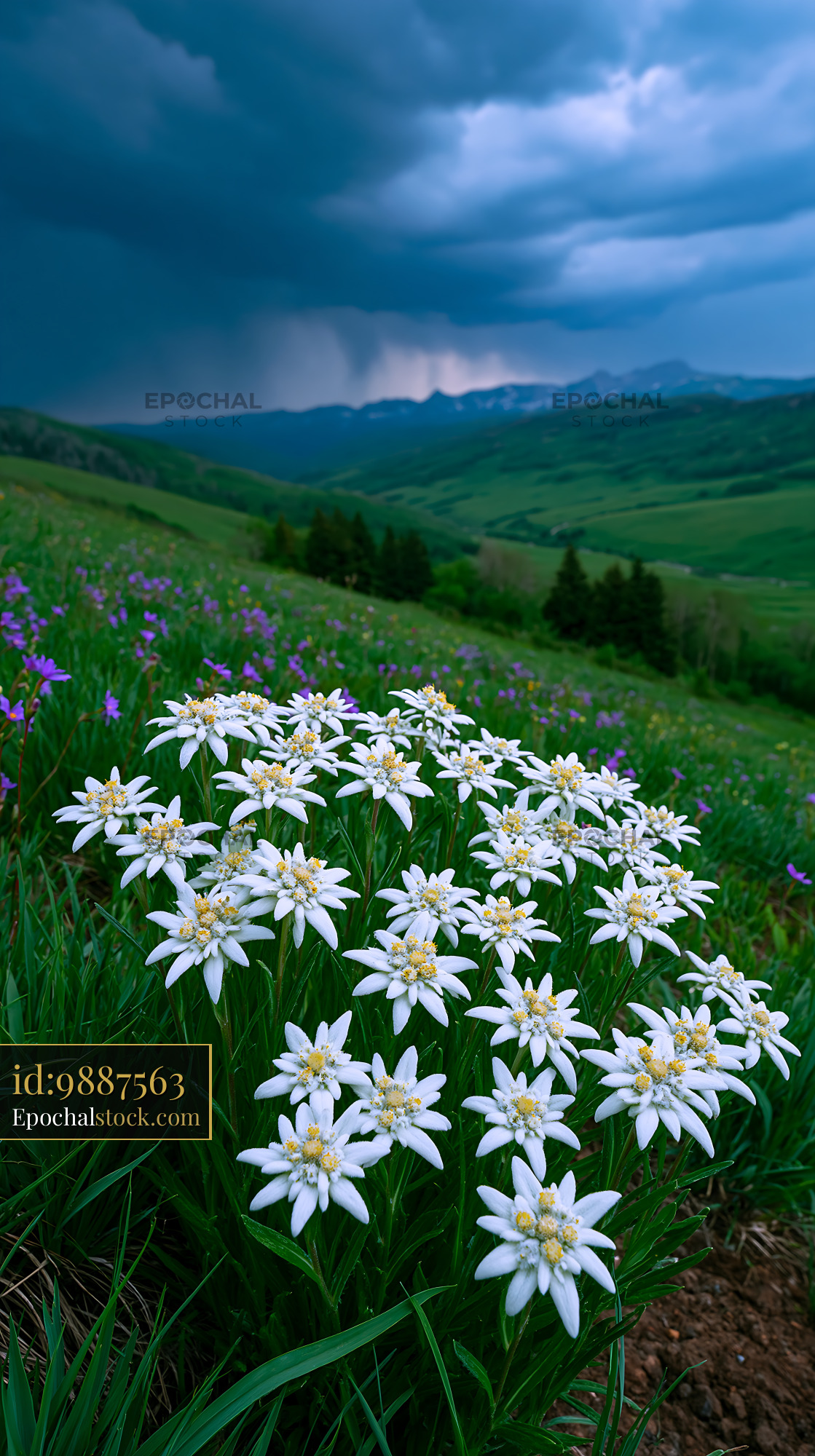 Watermarked full-resolution preview of Mountain meadow covered in white flowers before a storm