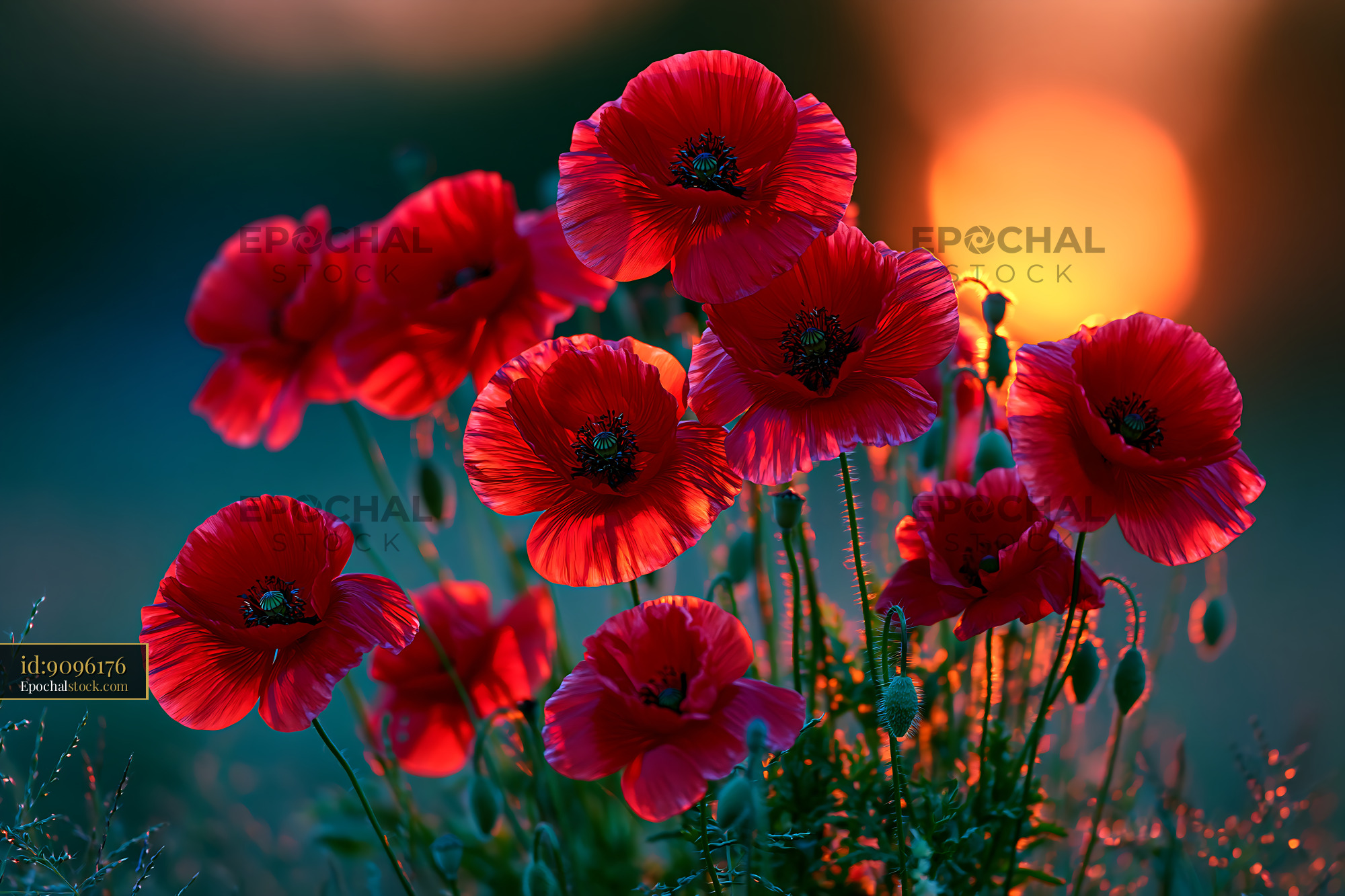 Poppies Bloom in Sunlight at Dusk Near the Horizon - stock photo